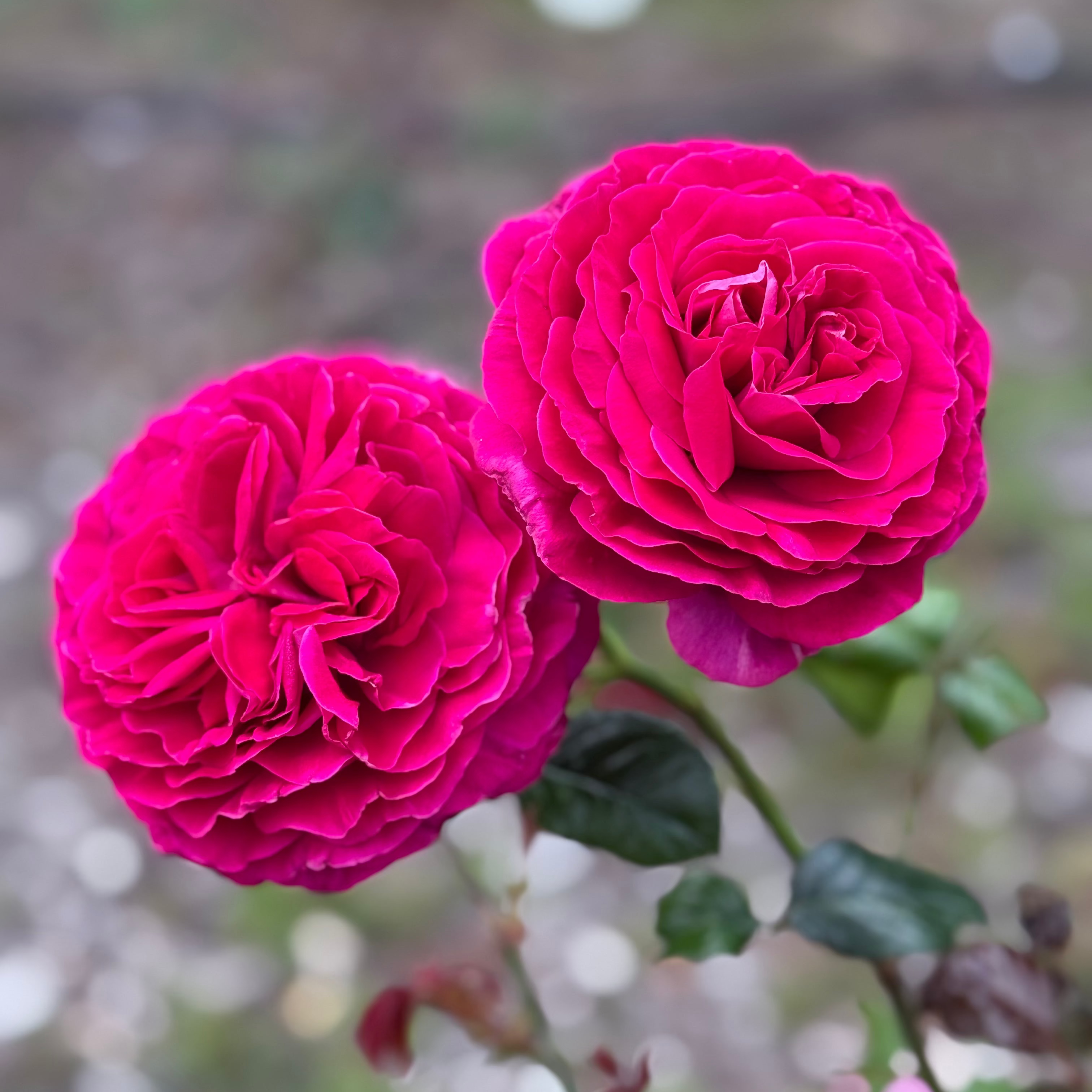 Nothing But Class Bare Root Rose Bush