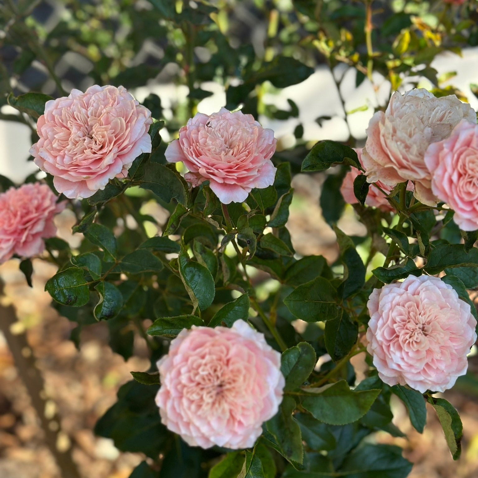 Wabara® Mikoto® Potted Rose Bush
