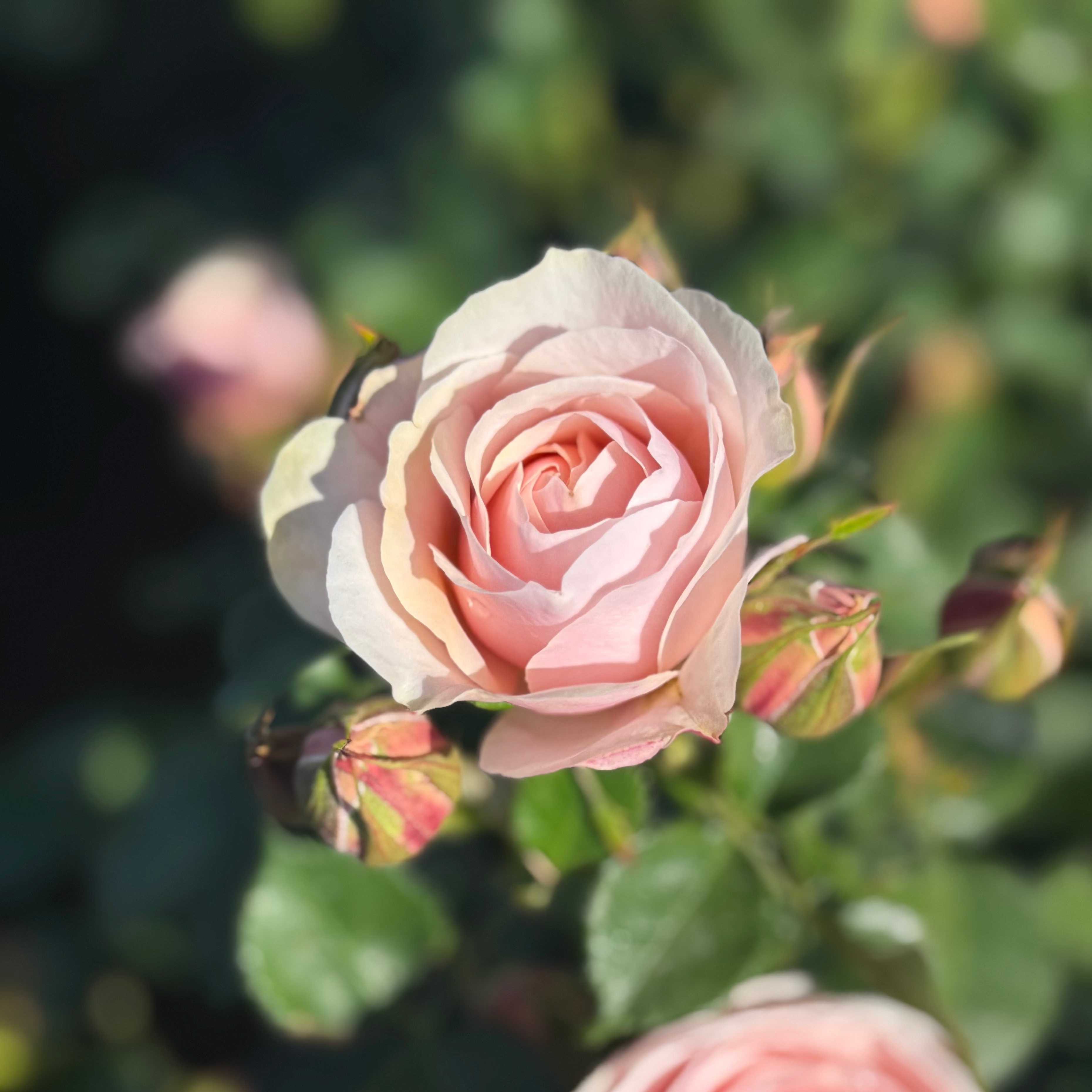 Dylan Rose Potted Rose Bush