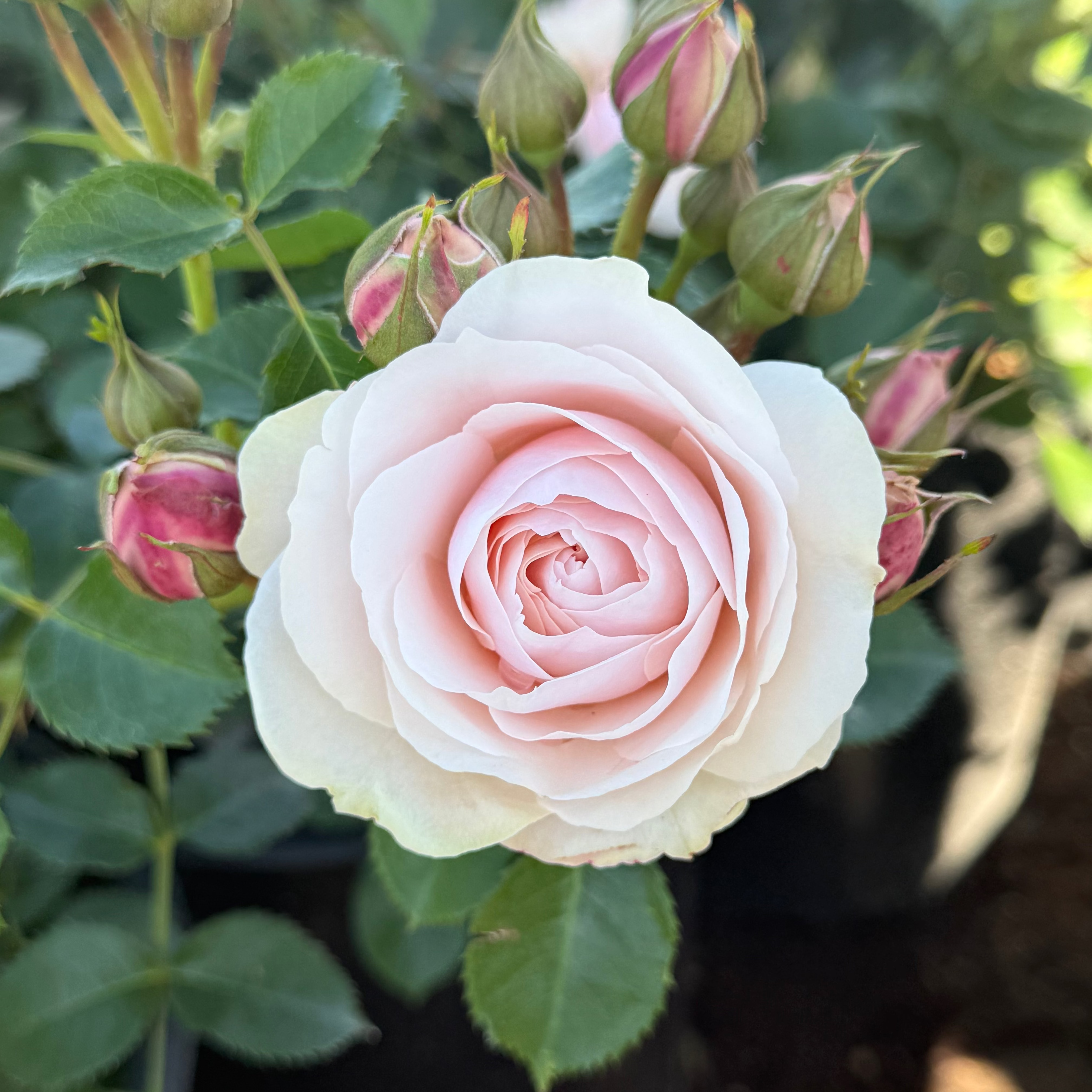 Dylan Rose Potted Rose Bush