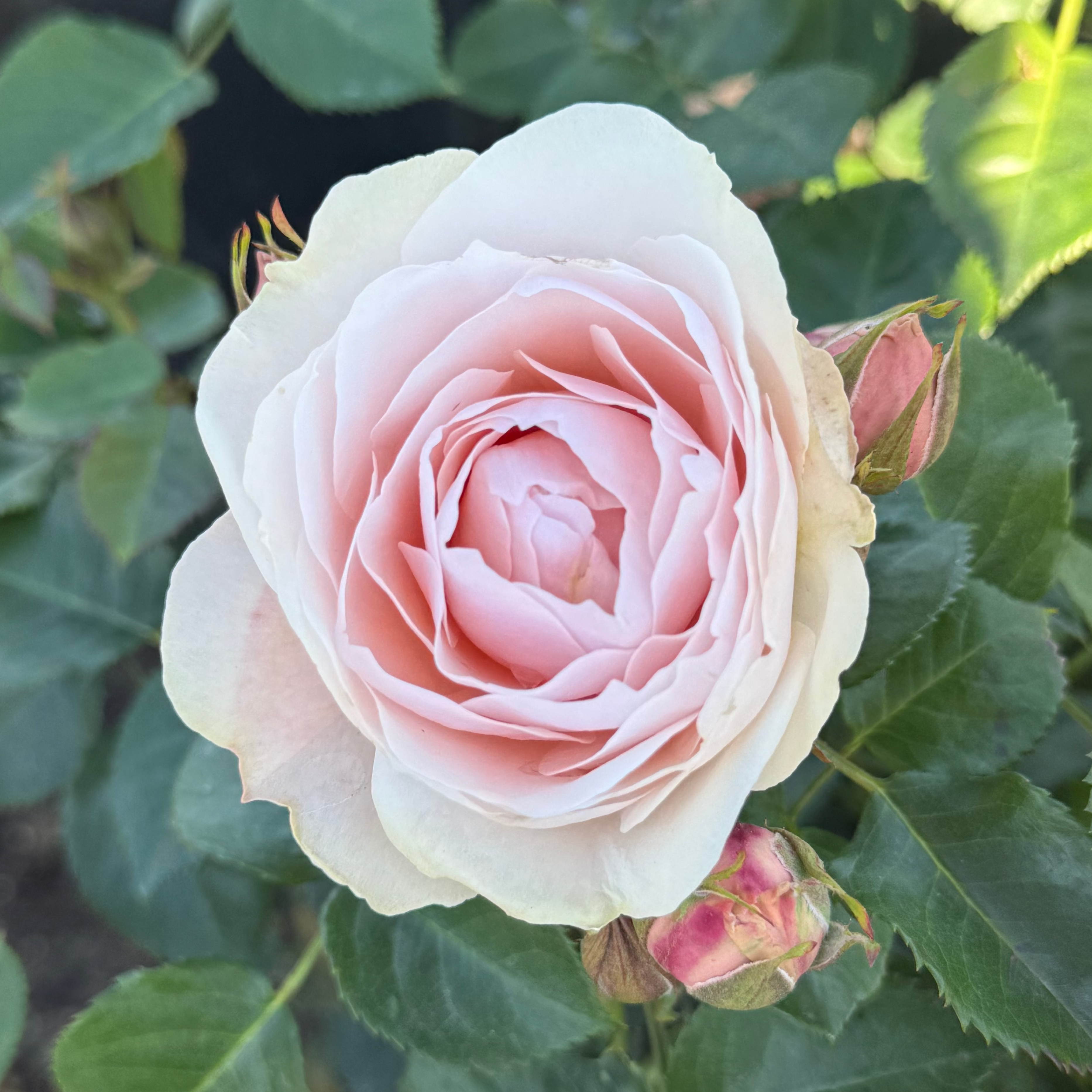 Dylan Rose Potted Rose Bush