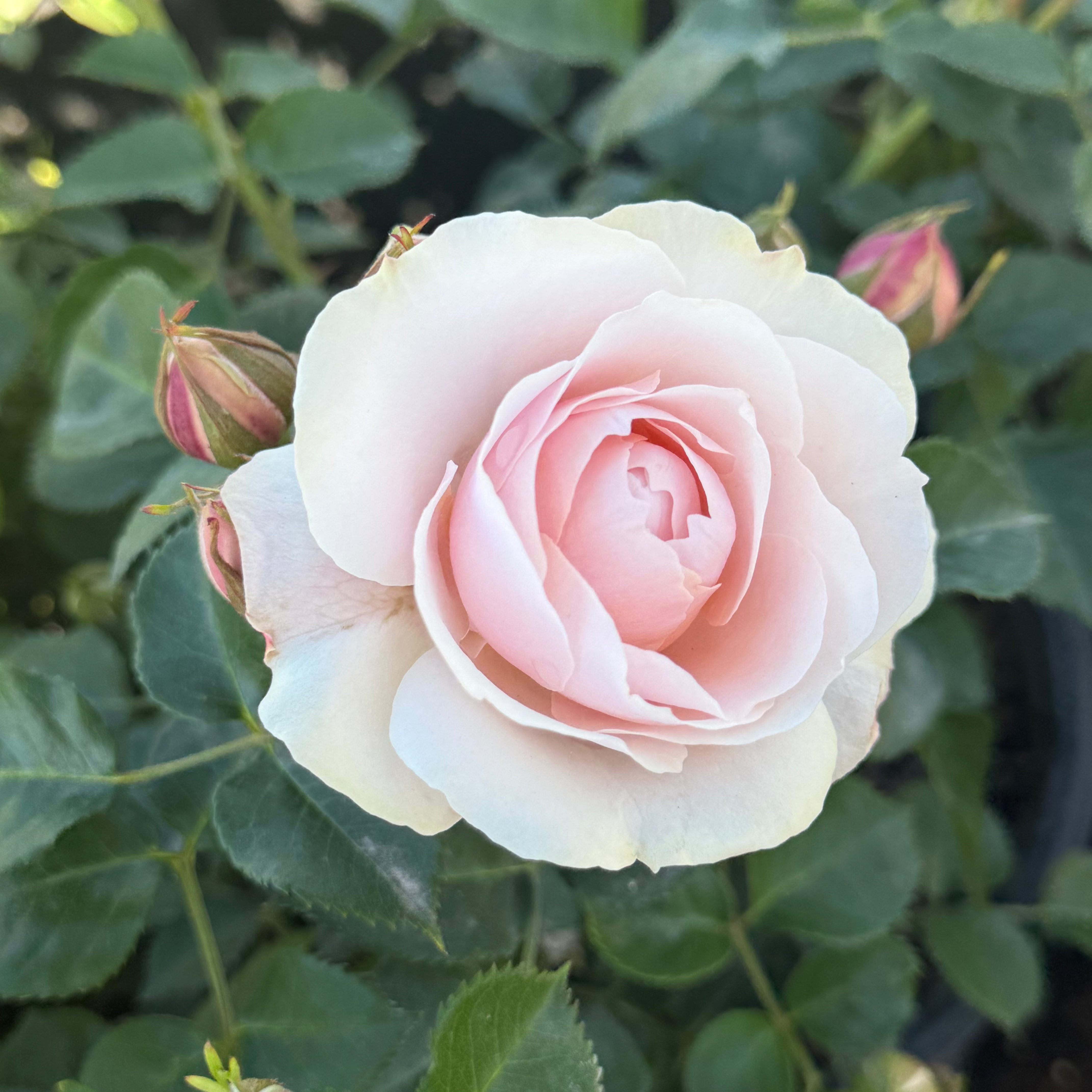 Dylan Rose Potted Rose Bush