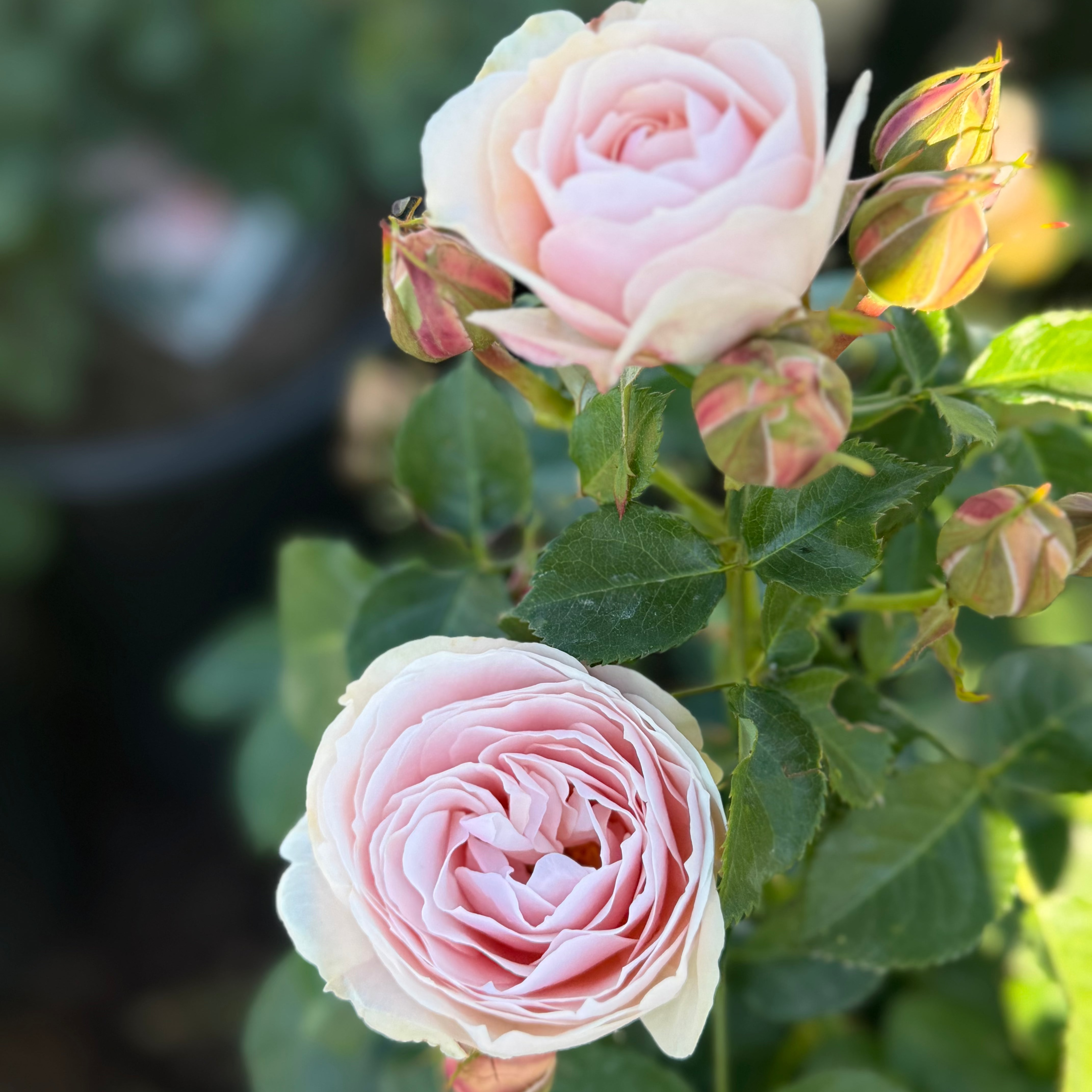 Dylan Rose Potted Rose Bush
