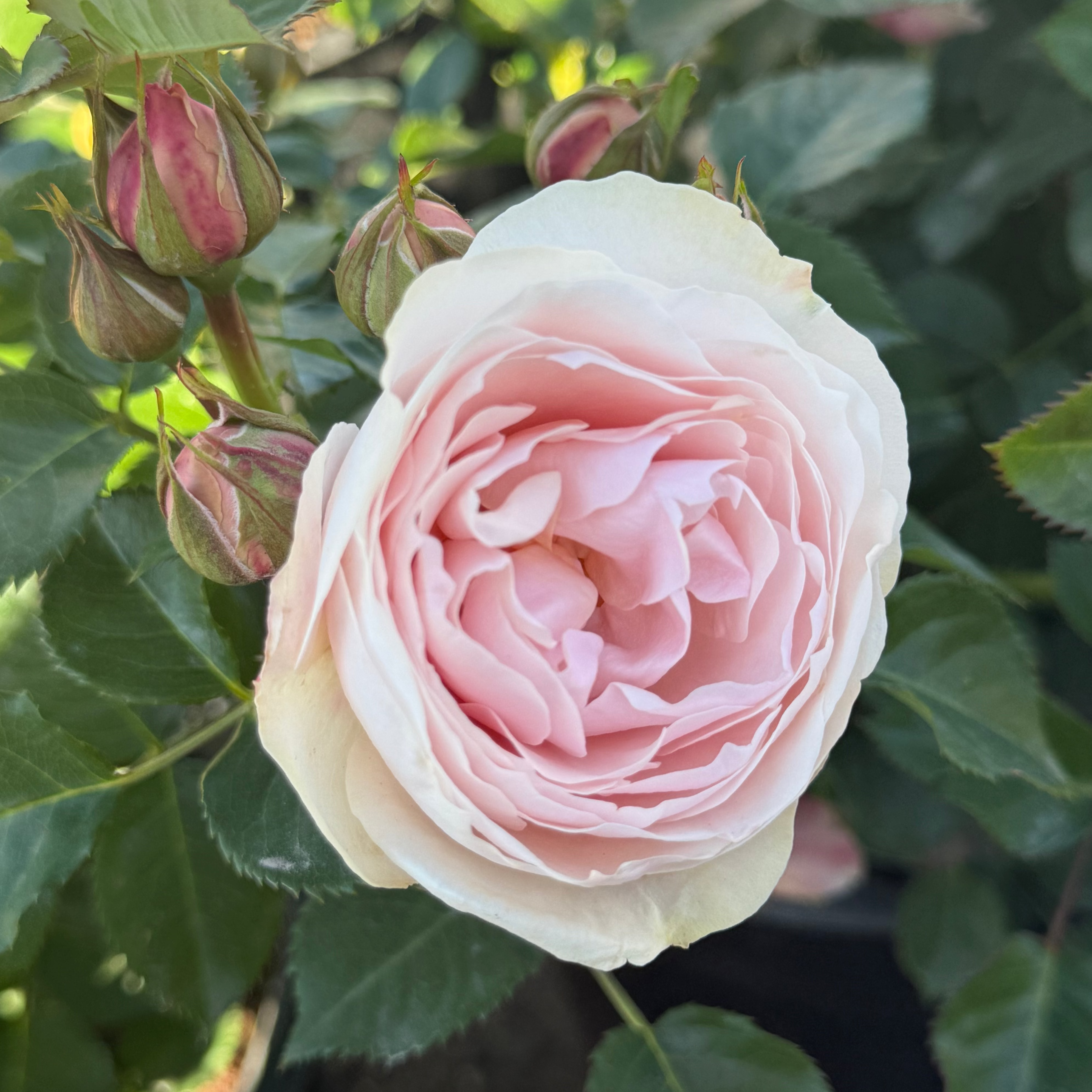Dylan Rose Potted Rose Bush