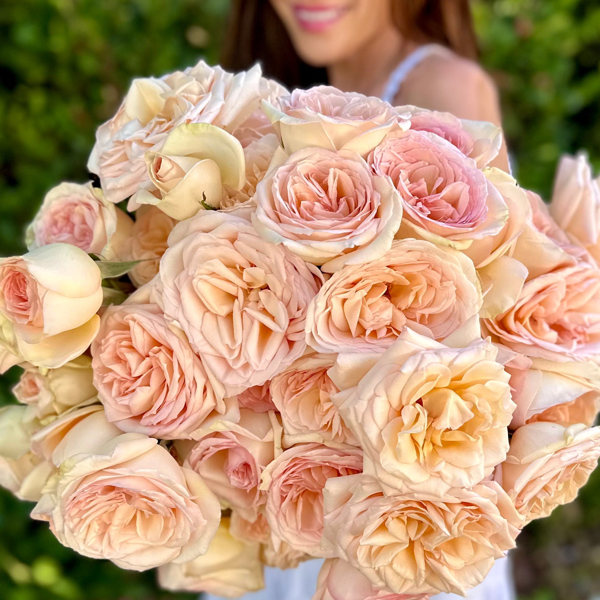 Princess Maya Rose | Japanese Pink Rose Bush | Grace Rose Farm