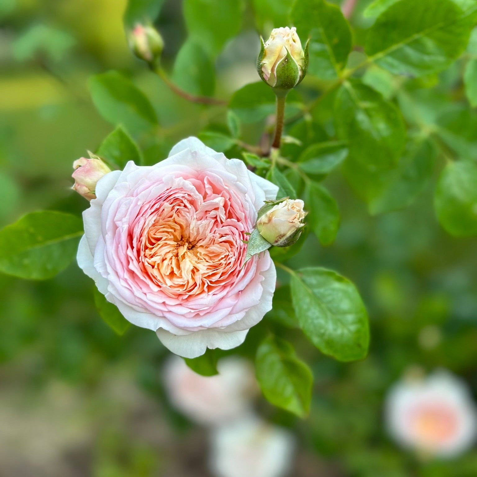 David Austin® Bathsheba® Potted Climbing Rose Bush