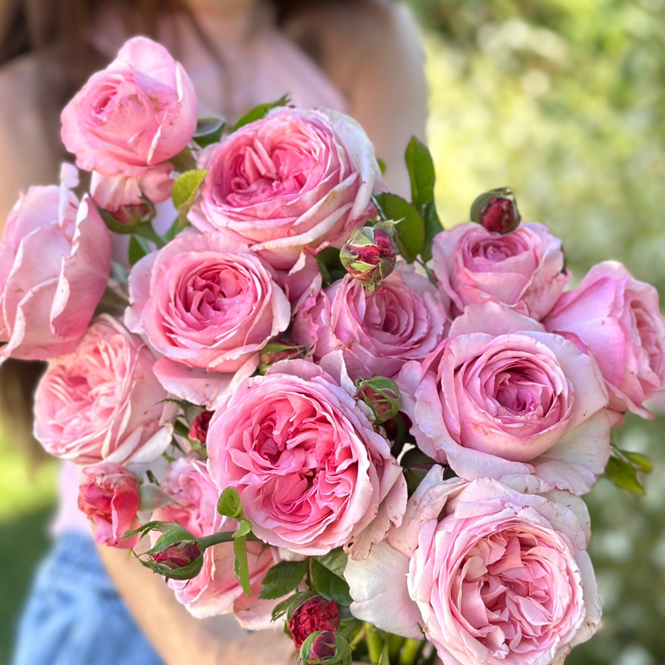 Romantica® Ball Gown™ Potted Rose Bush