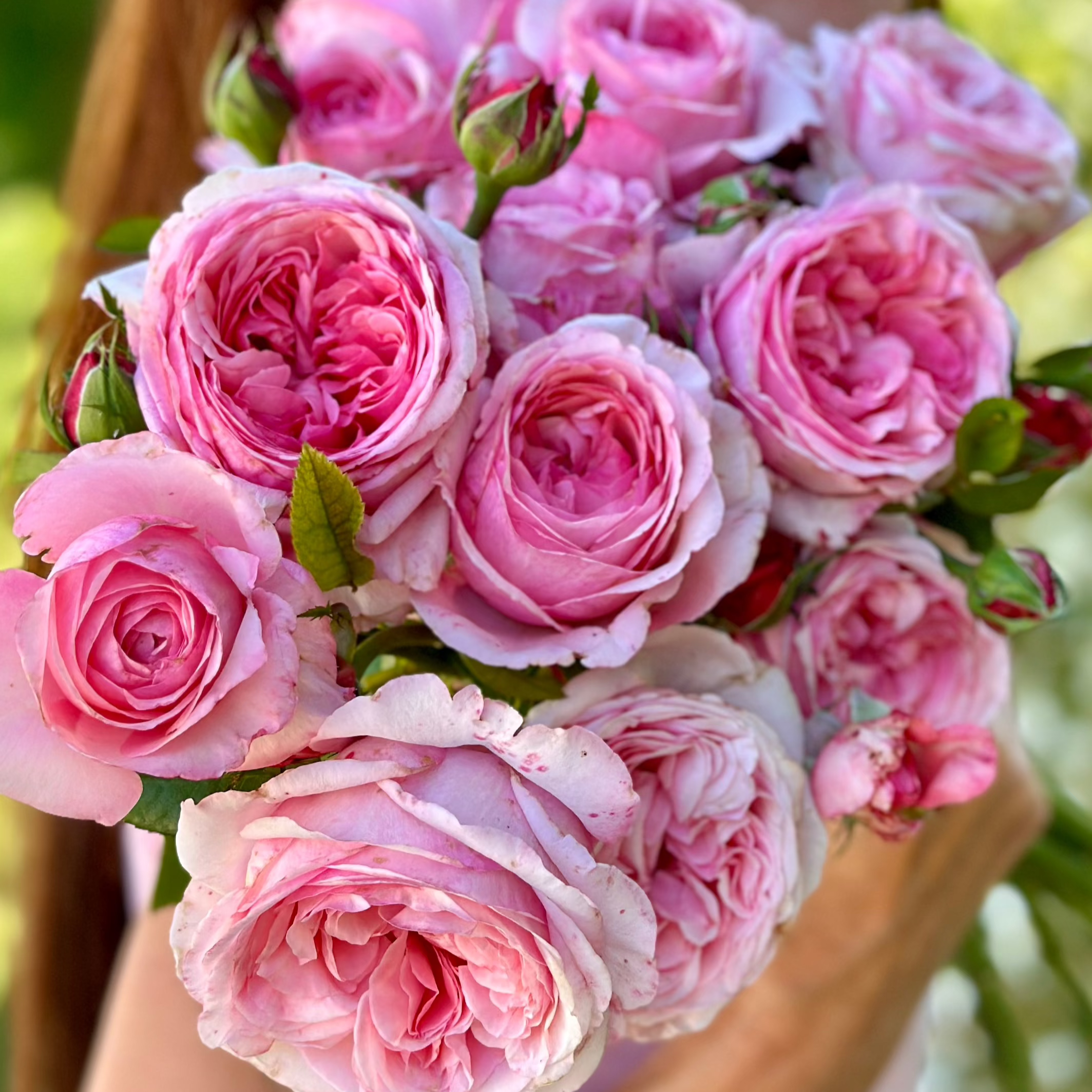 Romantica® Ball Gown™ Potted Rose Bush