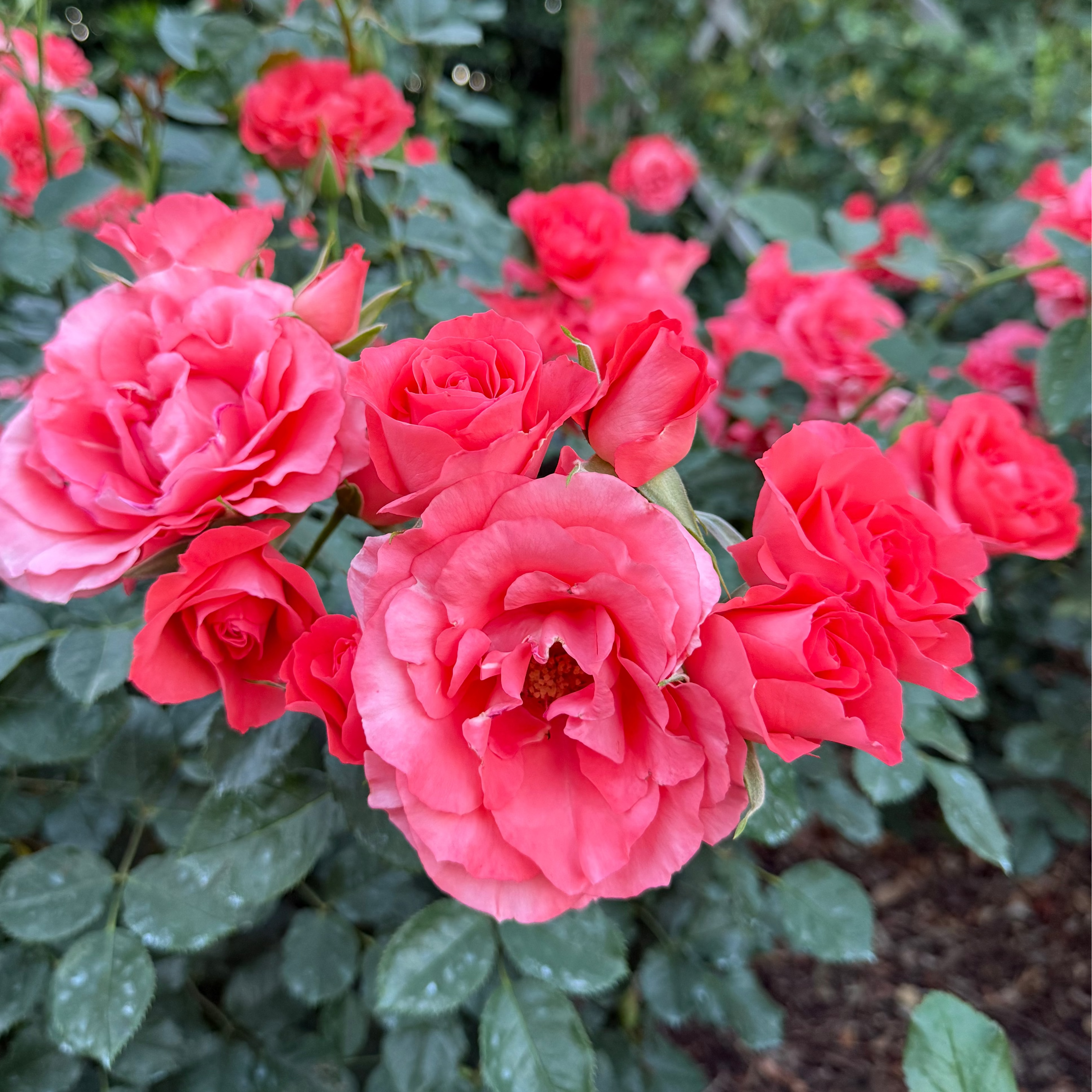 Marmalade Skies™ Bare Root Rose Bush