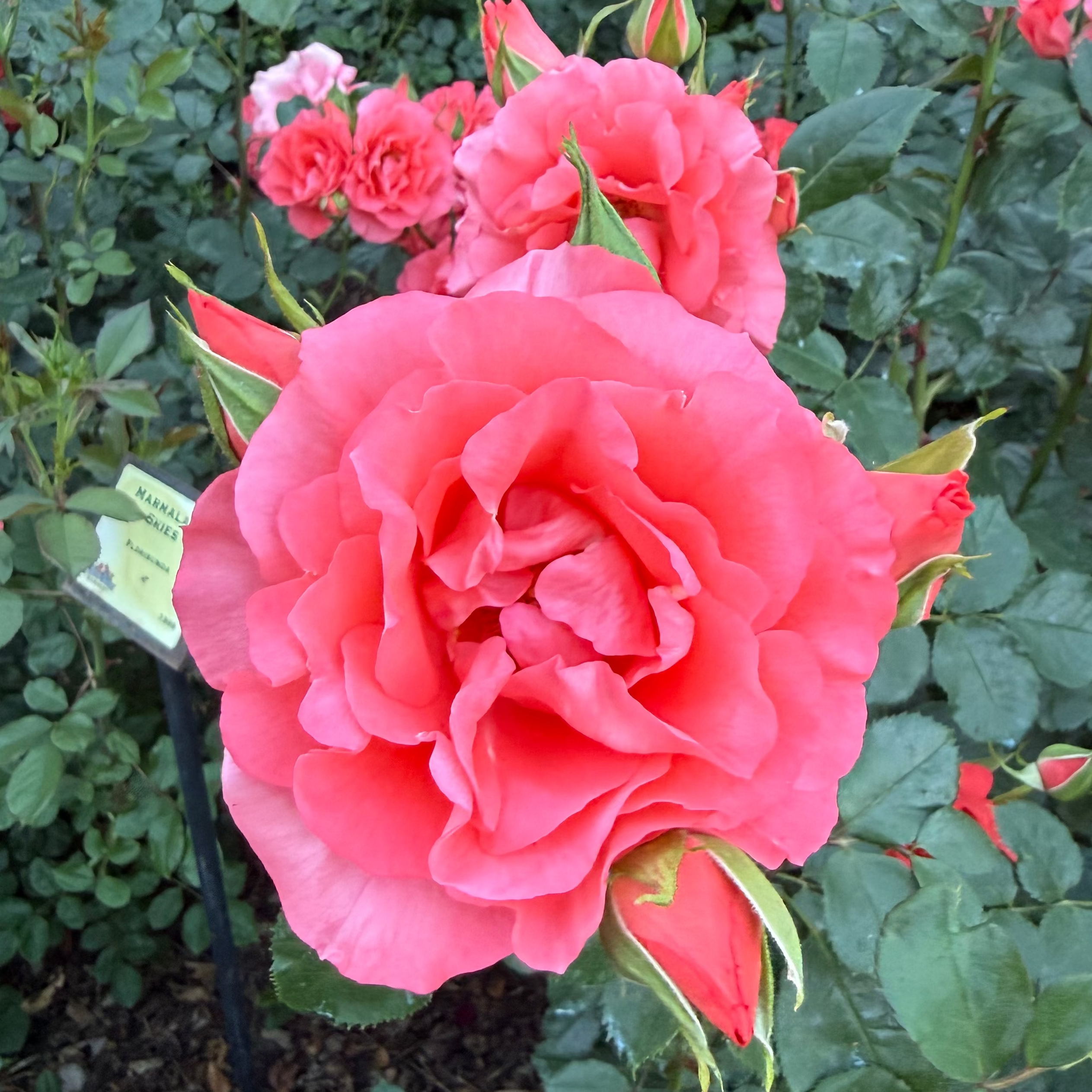 Marmalade Skies™ Bare Root Rose Bush