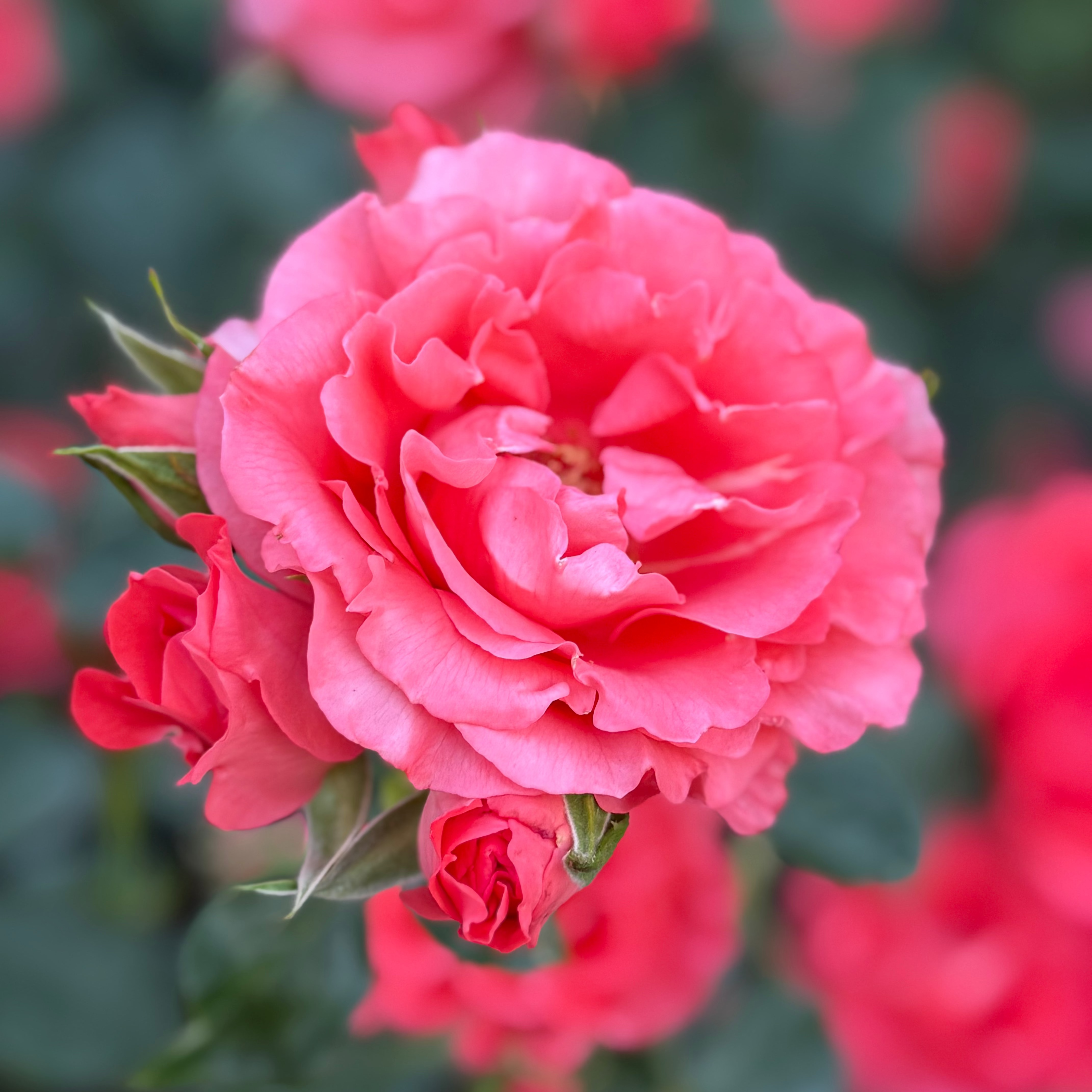 Marmalade Skies™ Bare Root Rose Bush