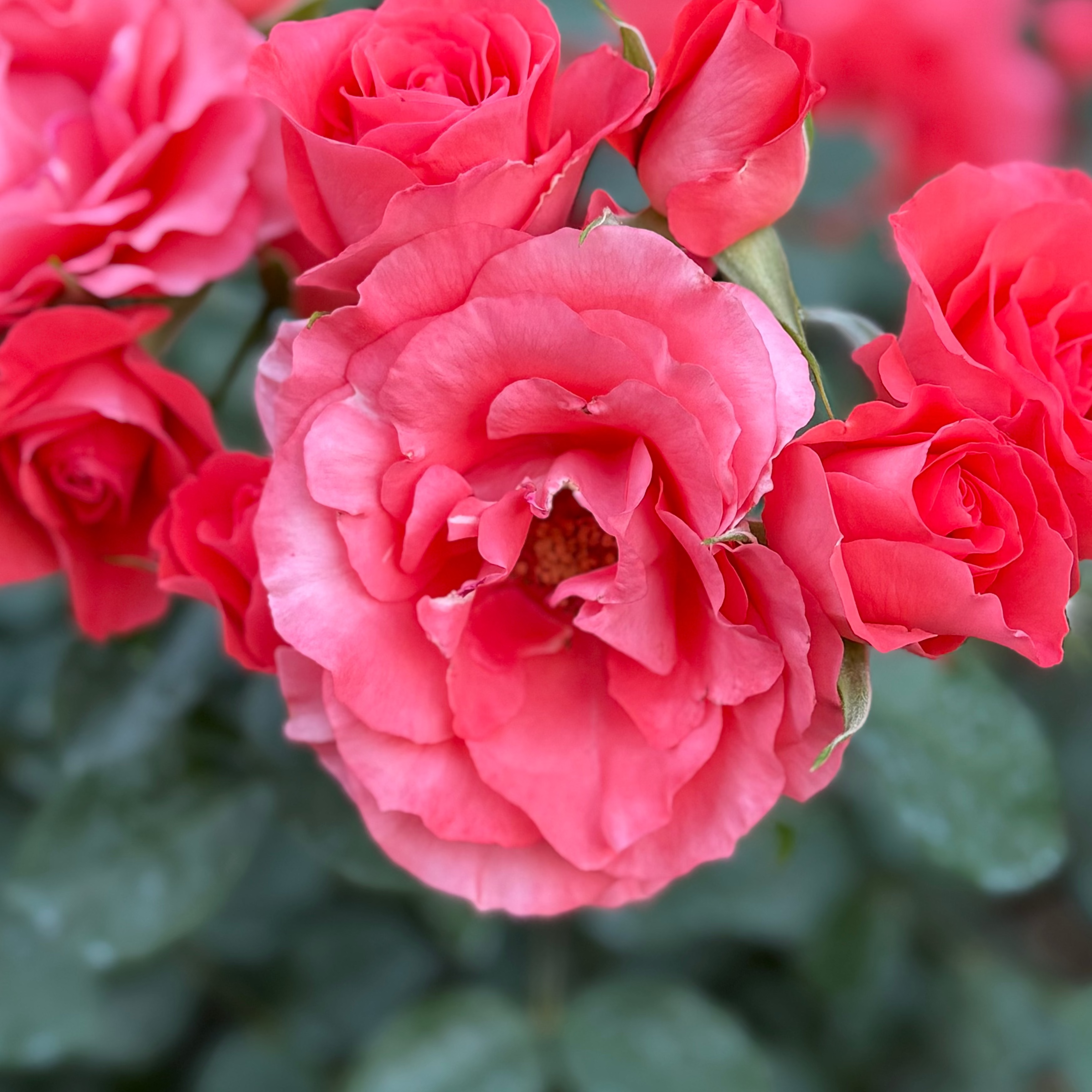 Close-up of pink roses with a blurred green background