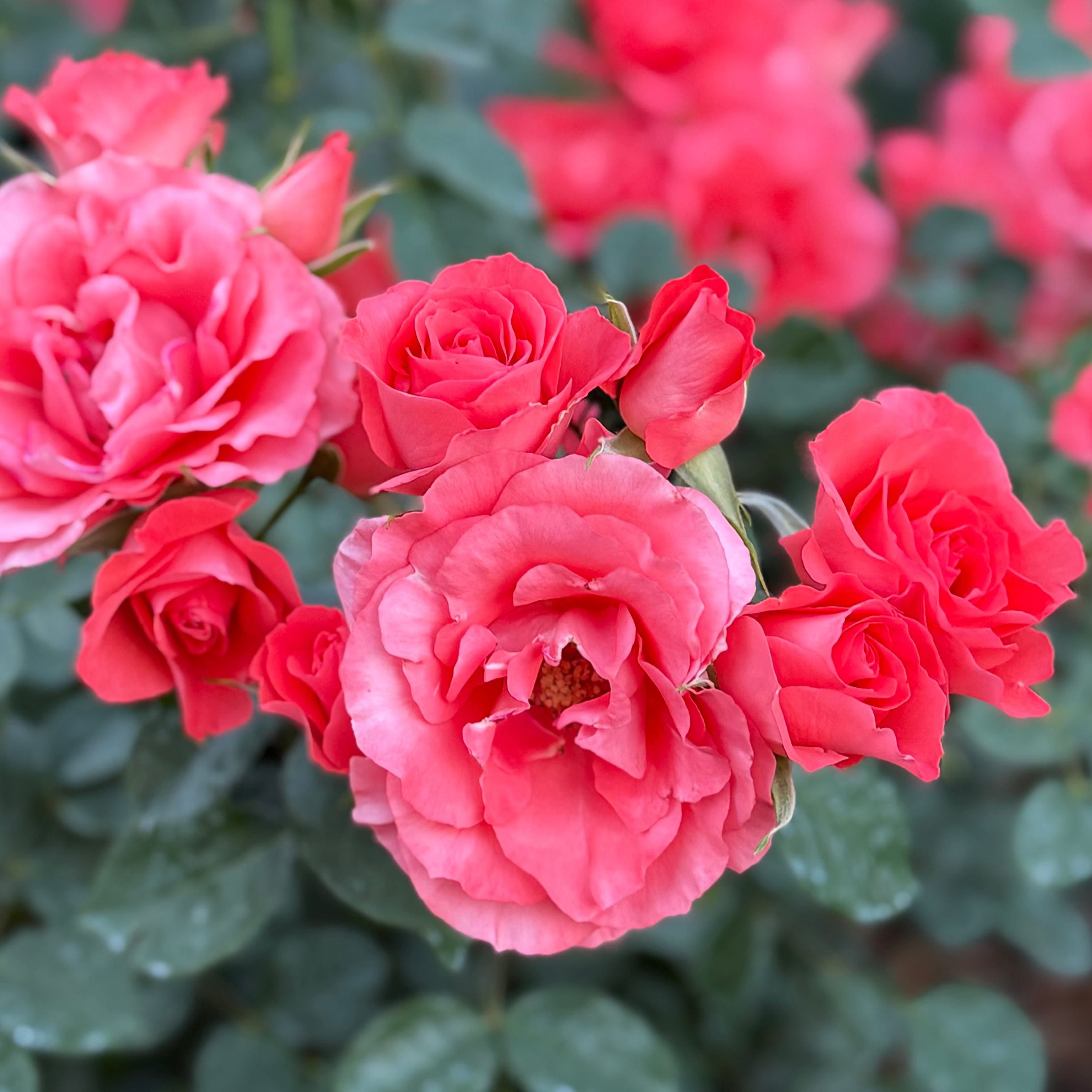 Marmalade Skies™ Bare Root Rose Bush