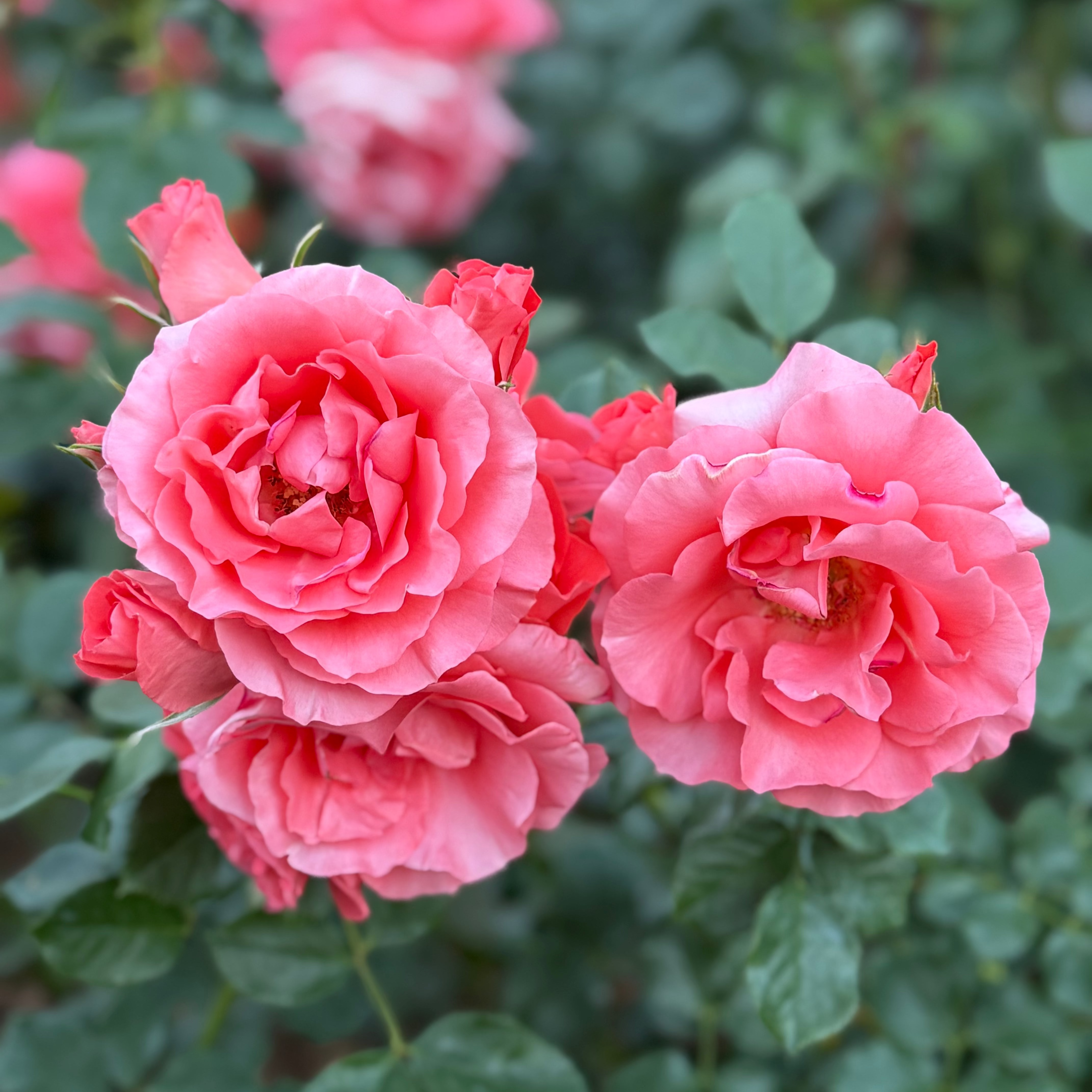 Marmalade Skies™ Bare Root Rose Bush