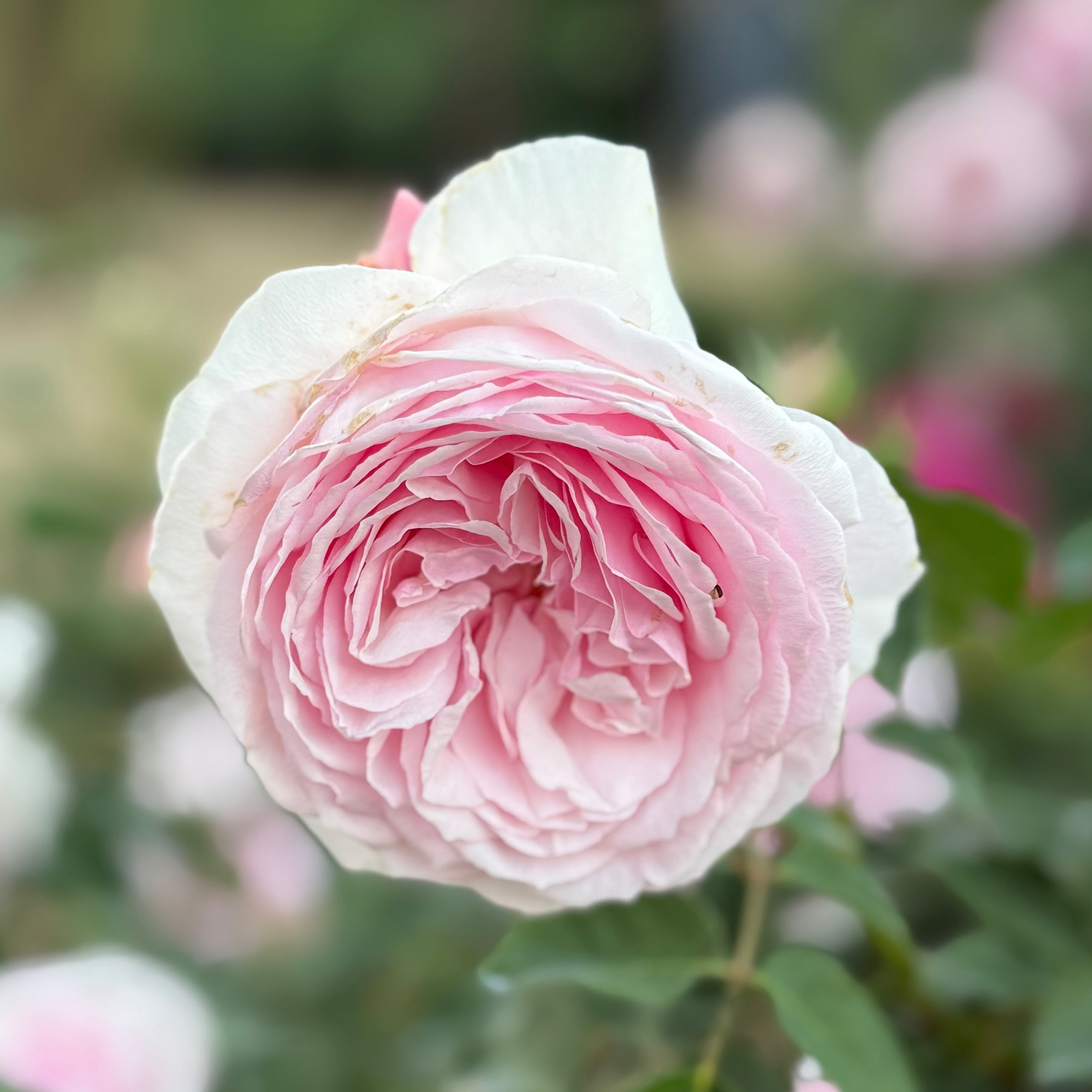 David Austin® Olivia Rose Austin™ Potted Rose Bush