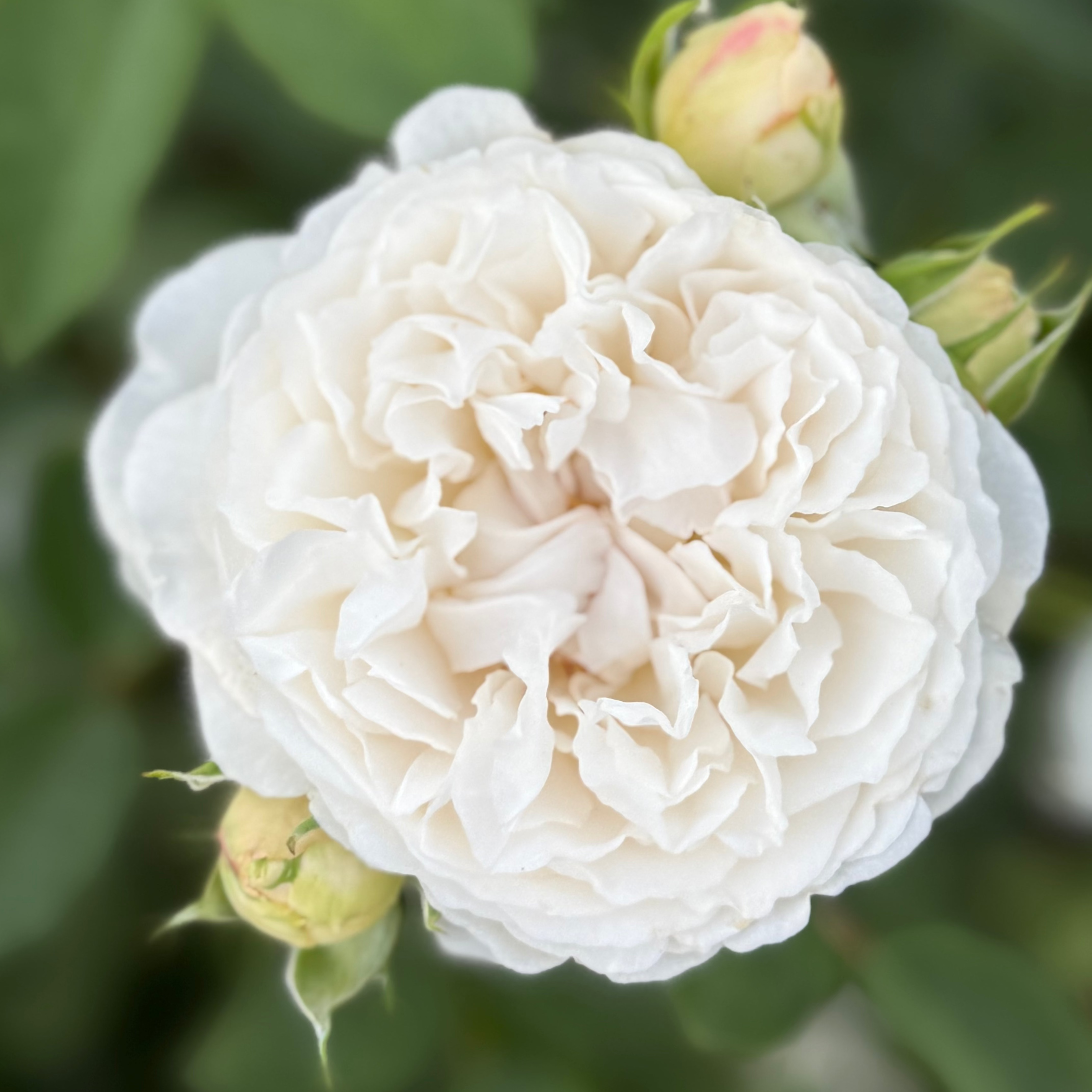 David Austin® Winchester Cathedral® Potted Rose Bush