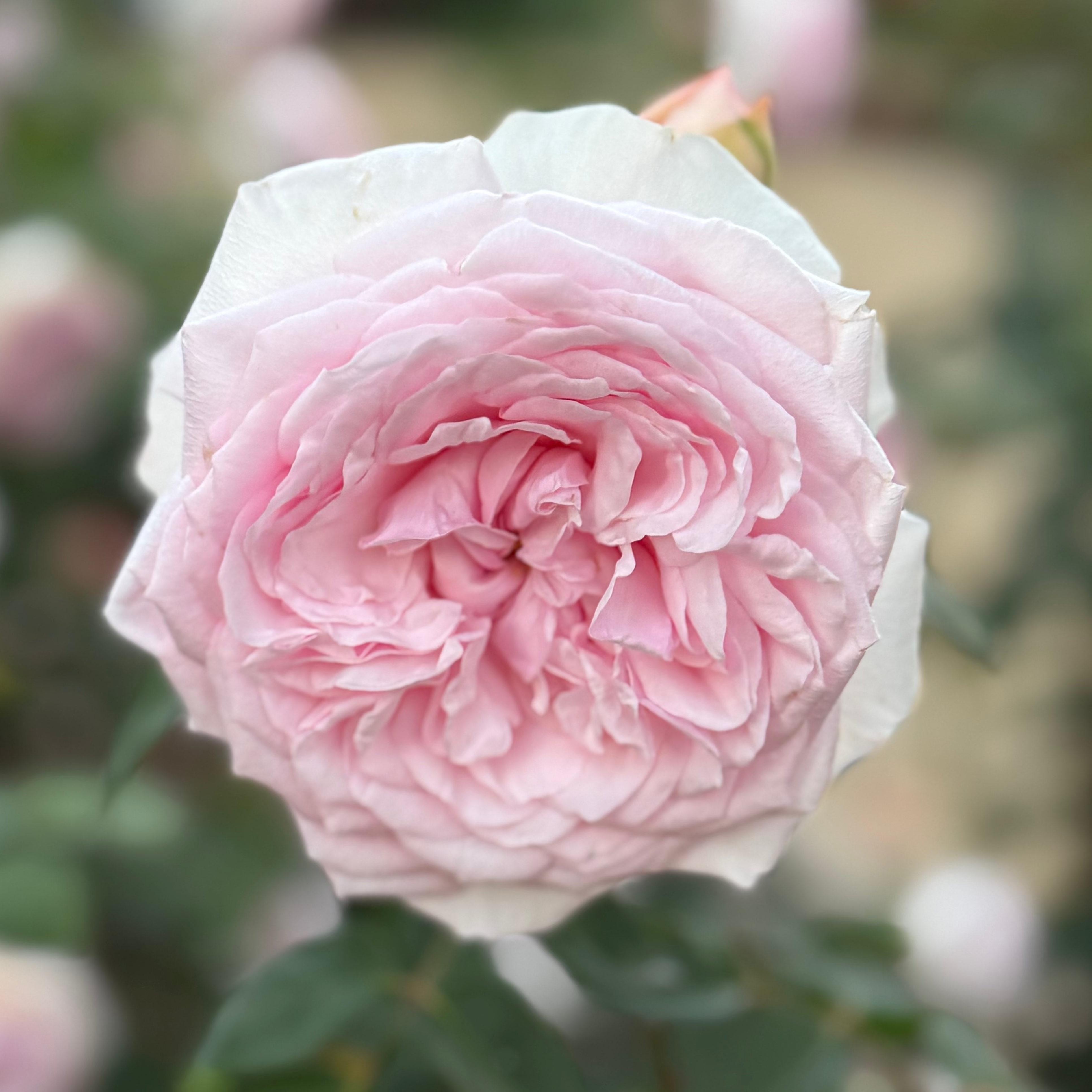 David Austin® Olivia Rose Austin™ Potted Rose Bush