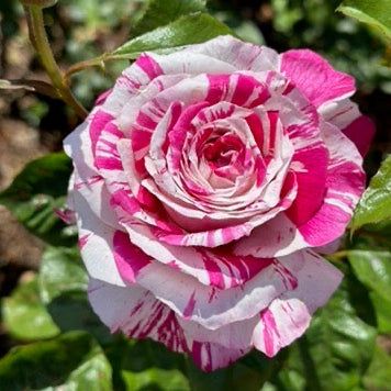 Pink and white striped rose with green leaves in the background