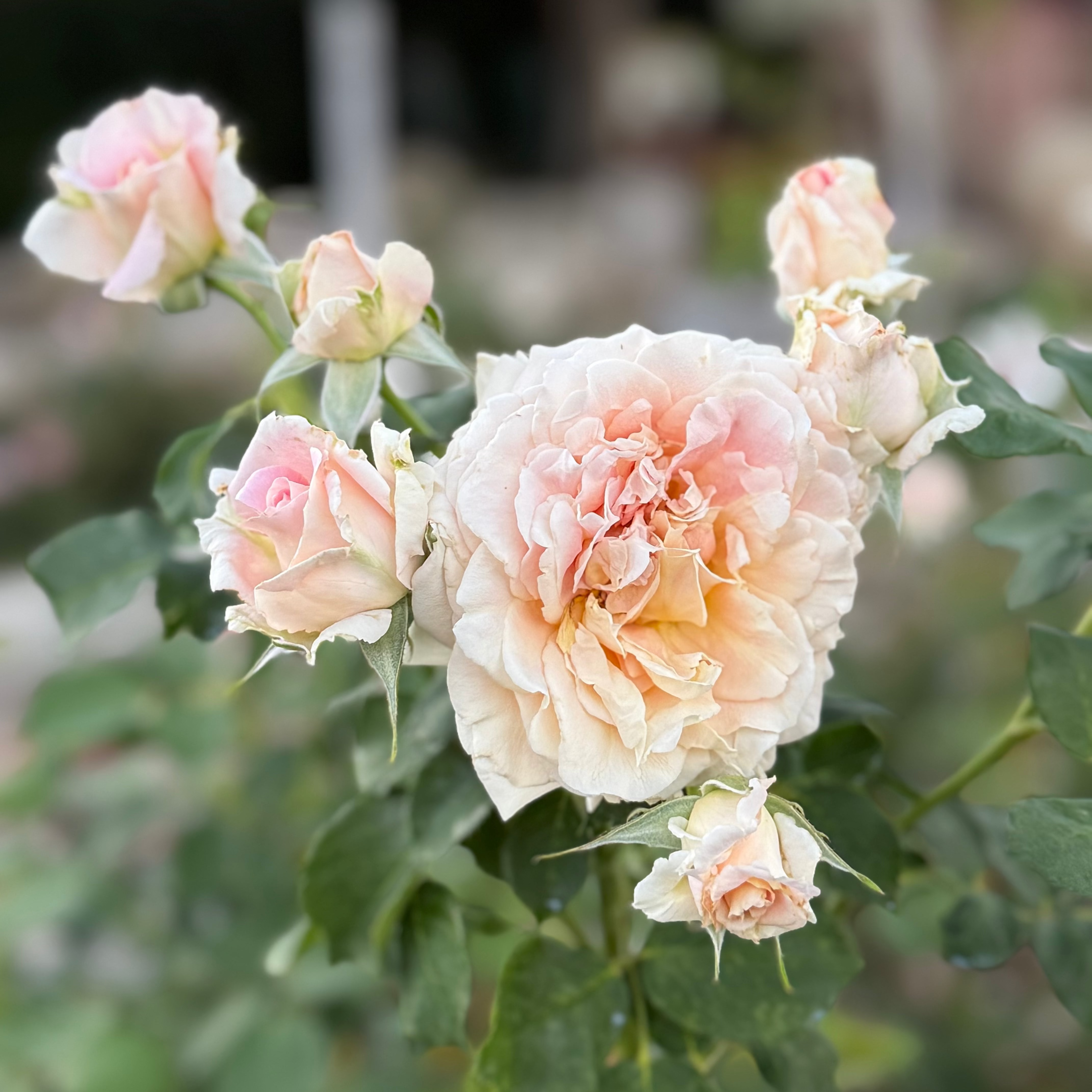Fun in the Sun™ Potted Rose Bush