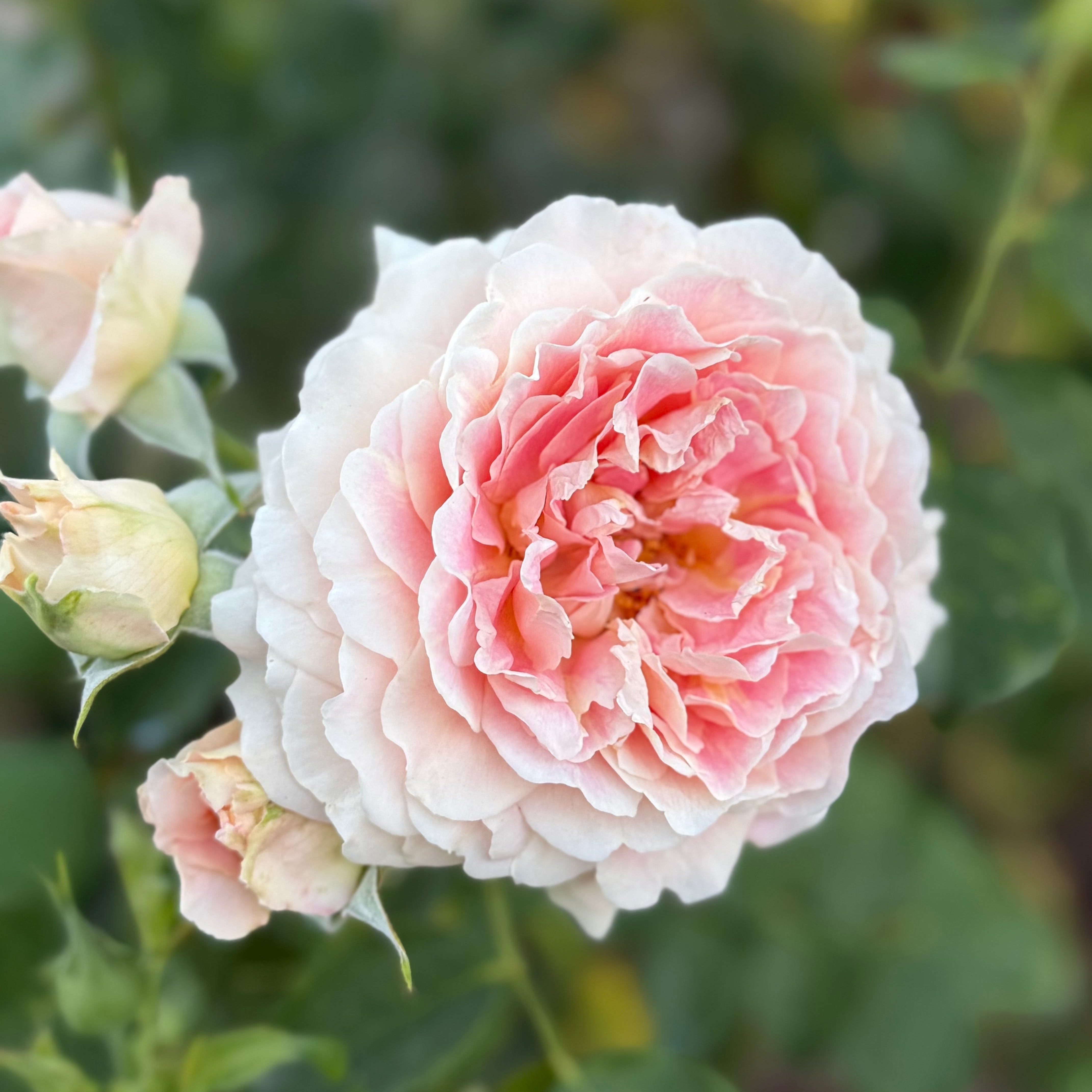Fun in the Sun™ Potted Rose Bush