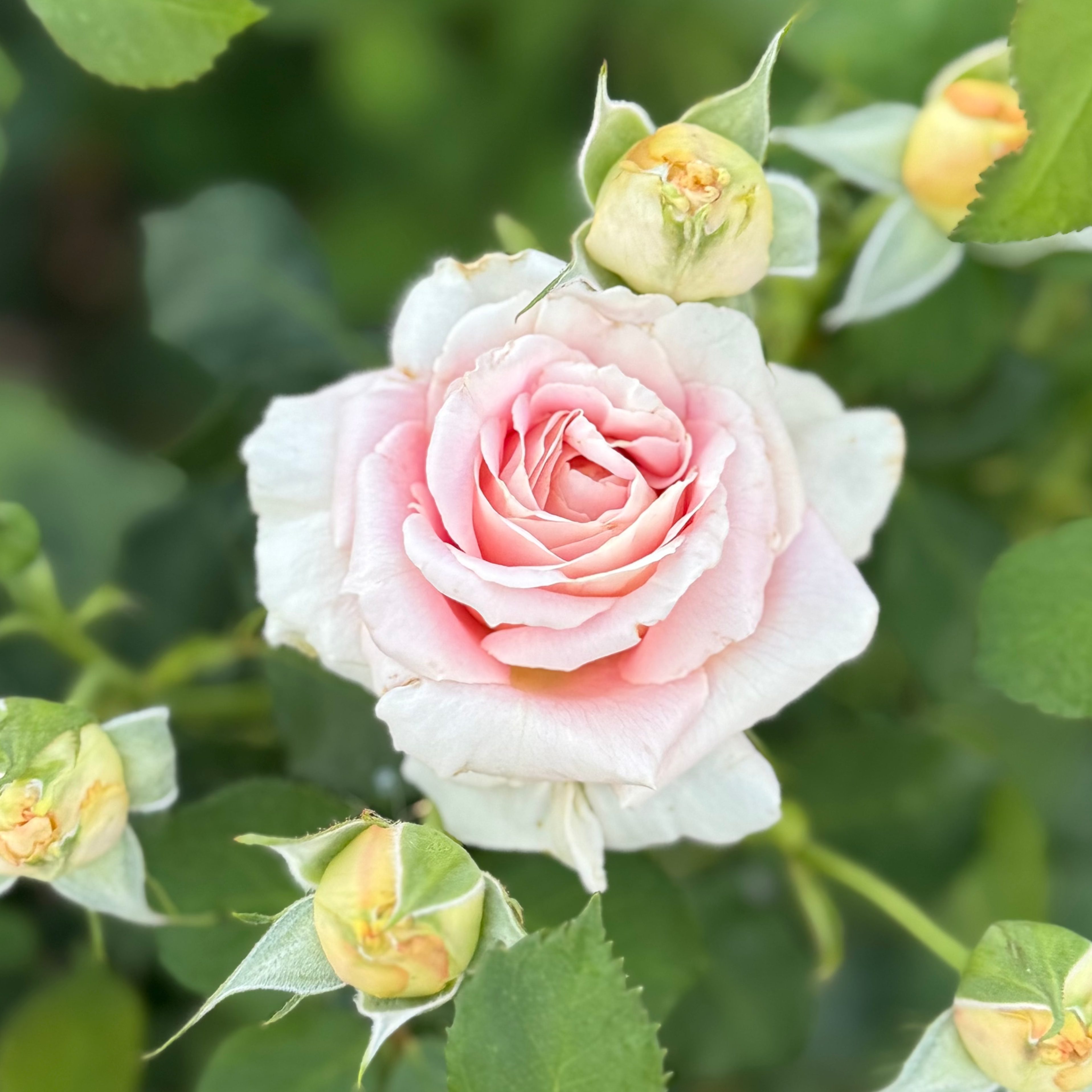 Fun in the Sun™ Potted Rose Bush