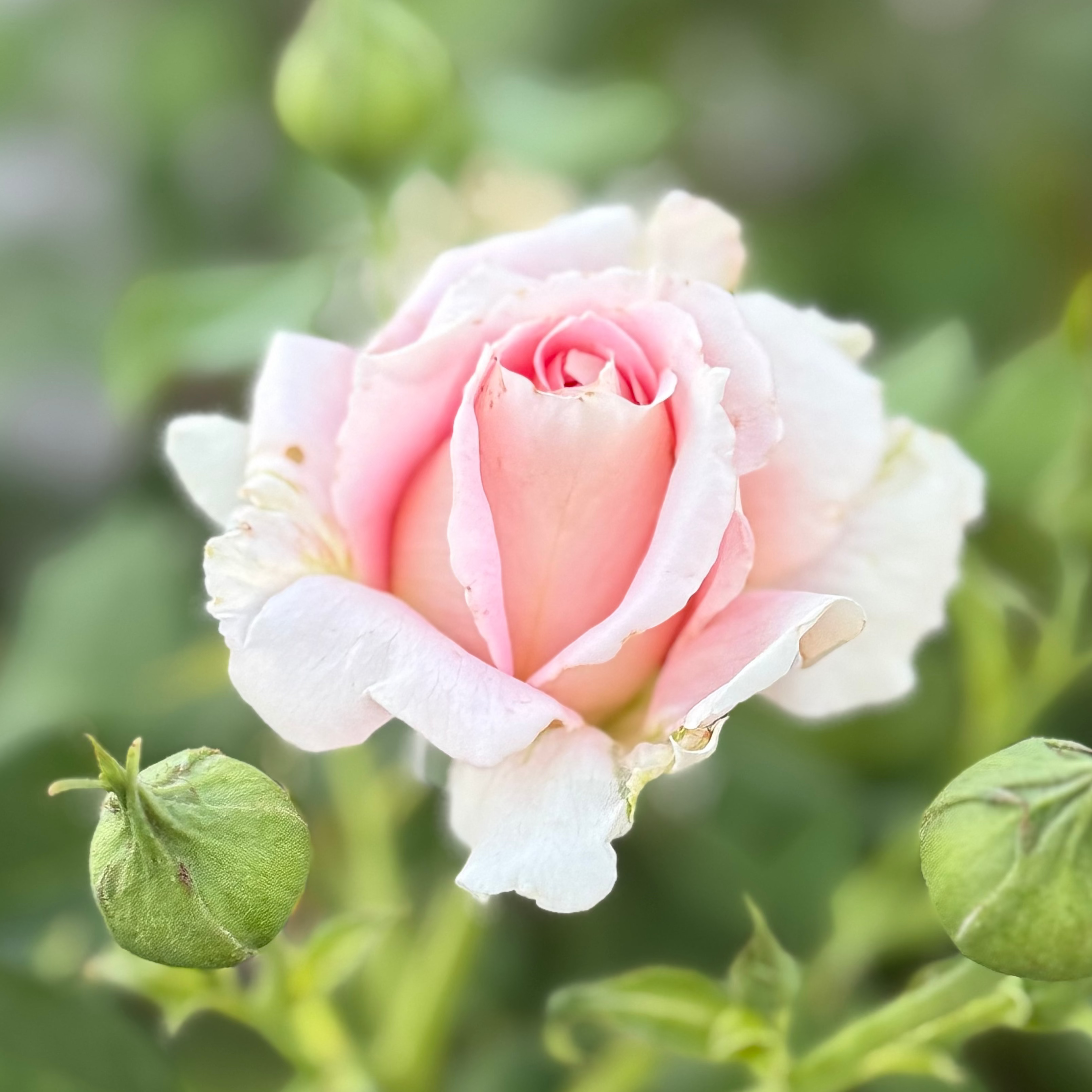 Fun in the Sun™ Potted Rose Bush