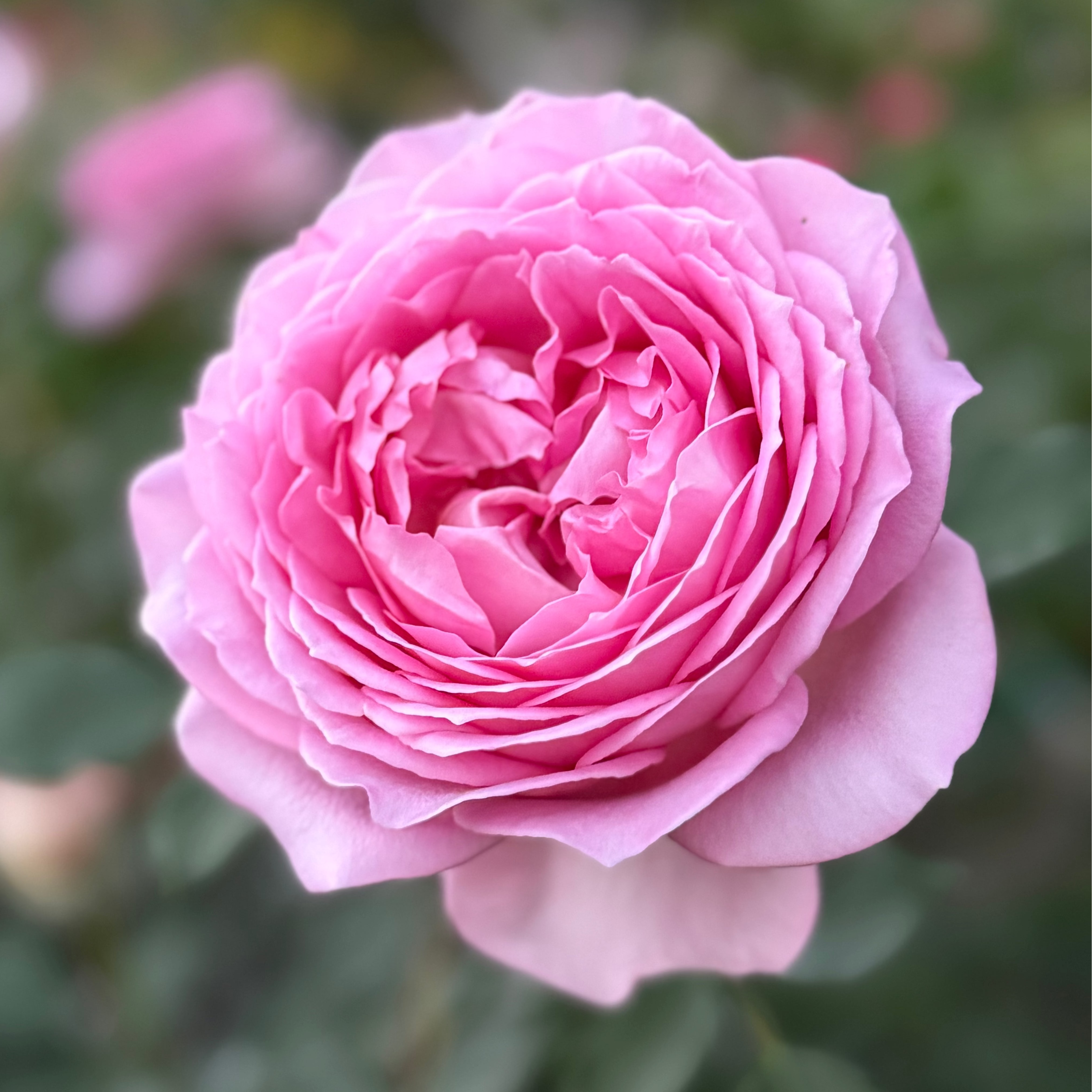 David Austin® AUShunter Potted Rose Bush