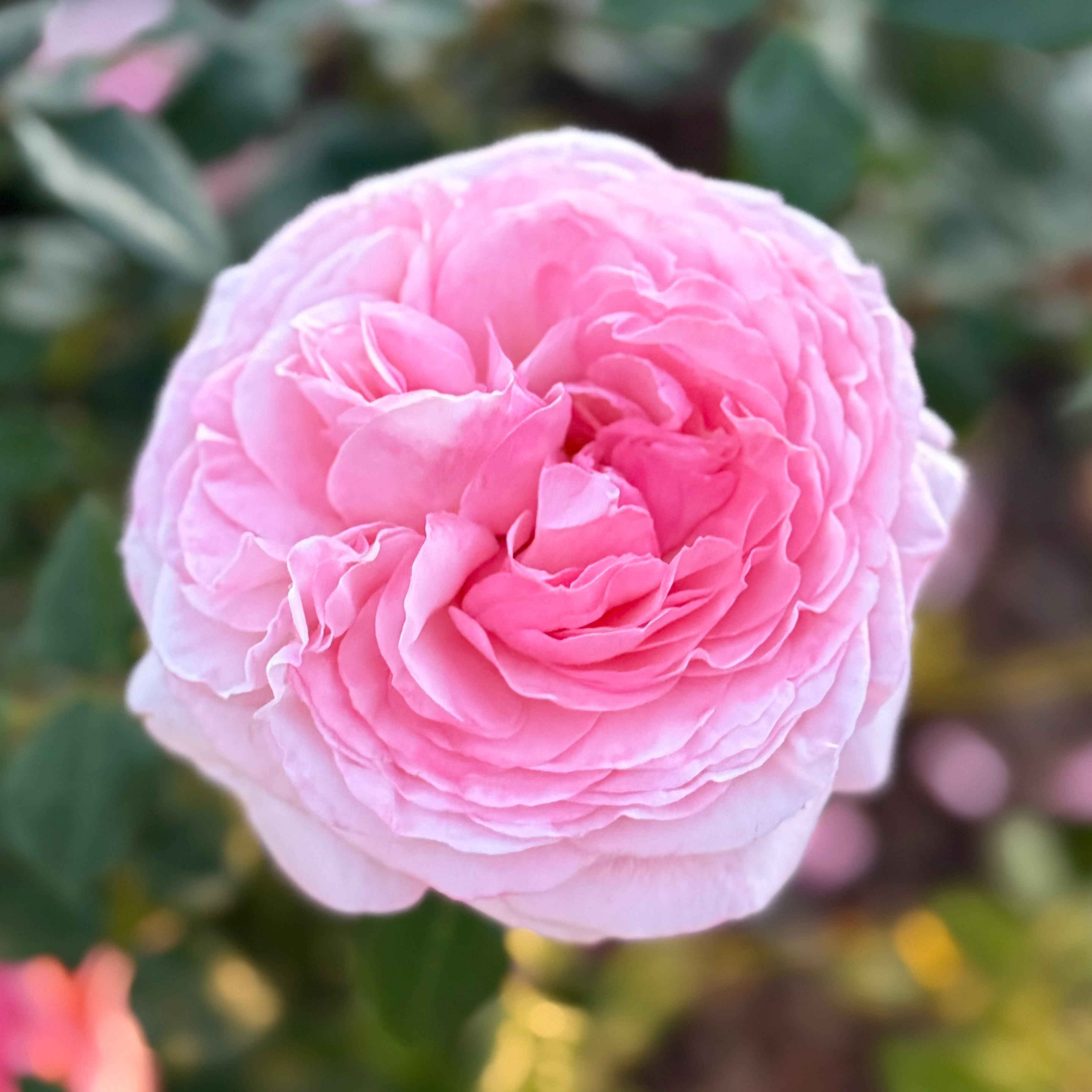 Martha Stewart™ Potted Rose Bush