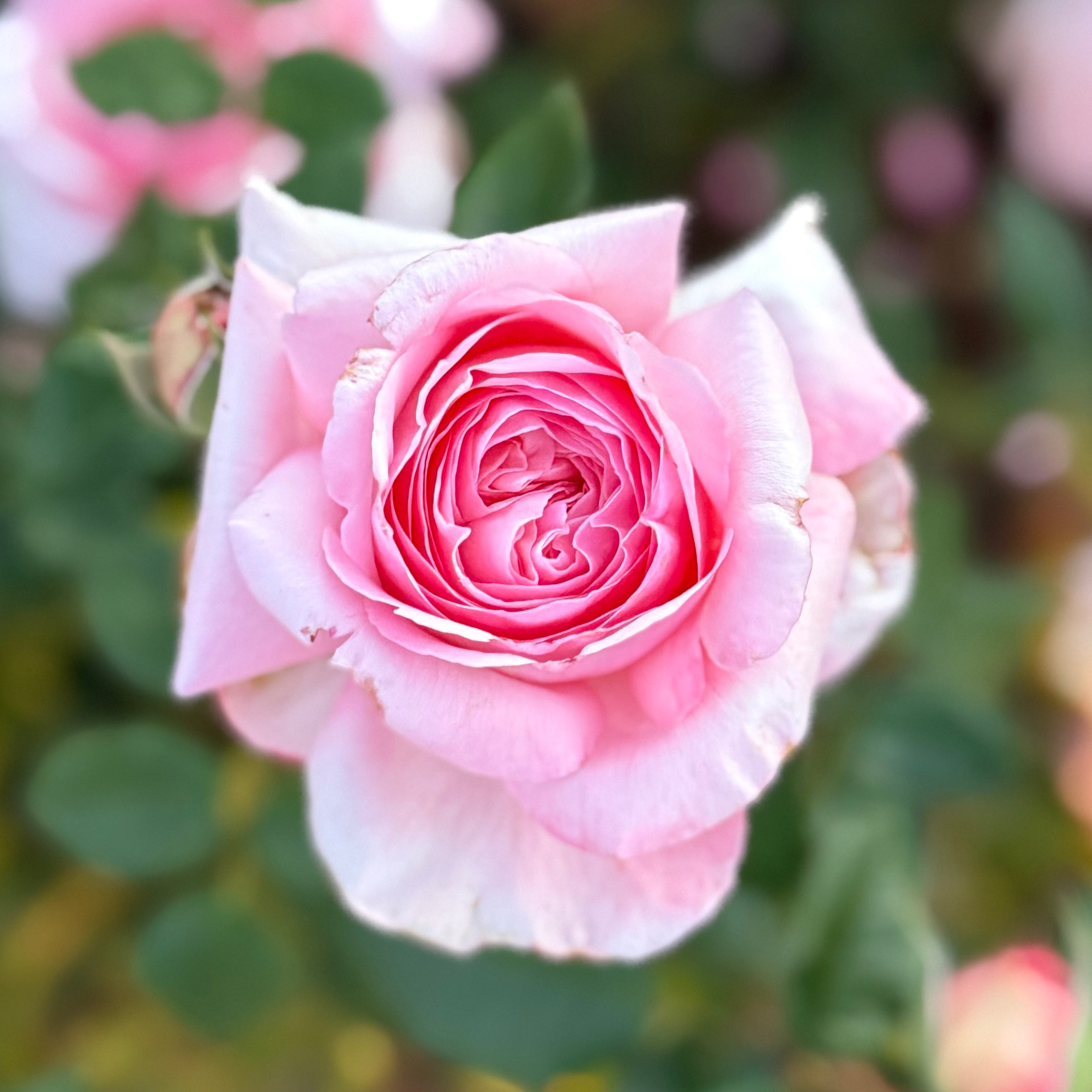 Martha Stewart™ Potted Rose Bush