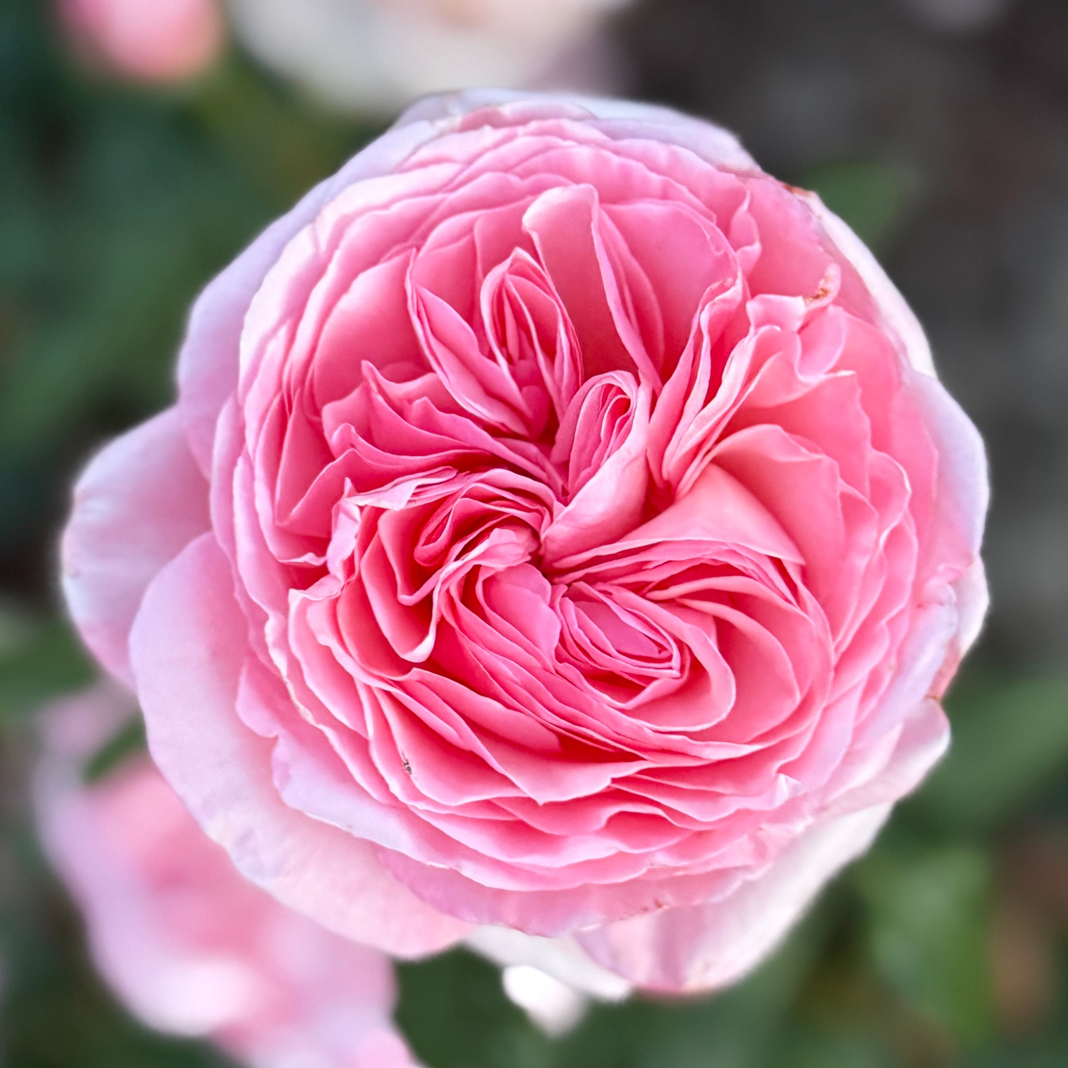 Martha Stewart™ Potted Rose Bush