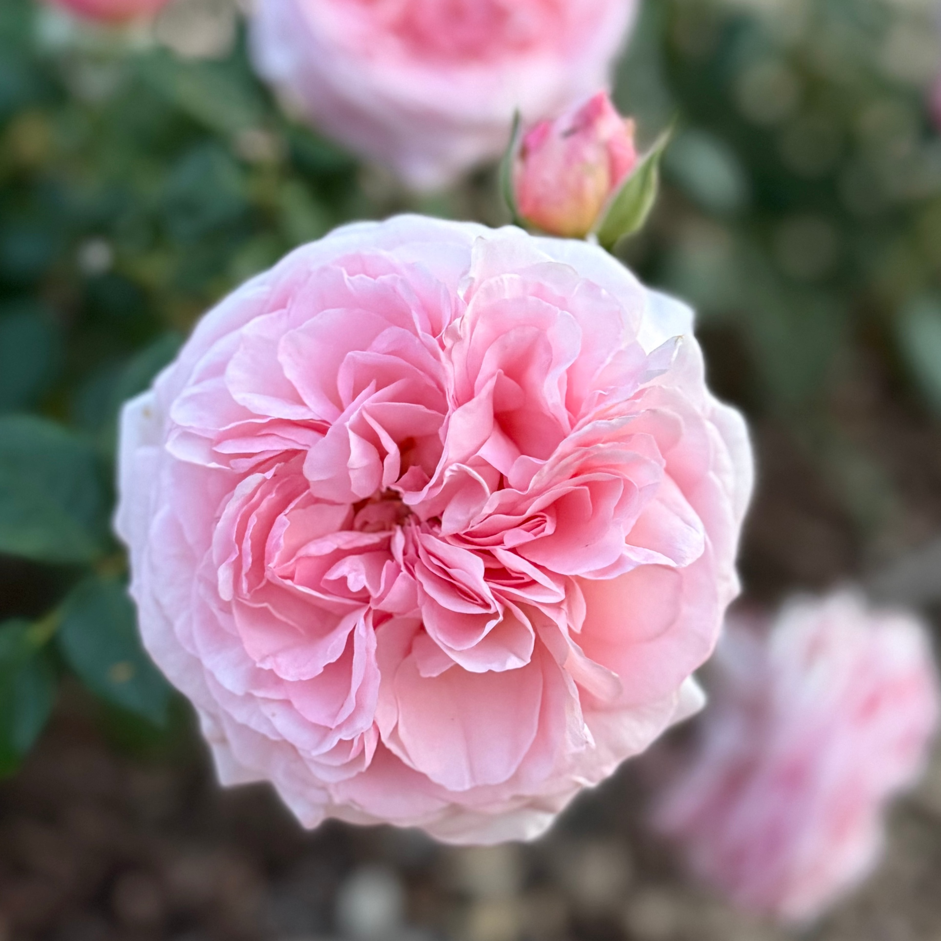 Martha Stewart™ Potted Rose Bush