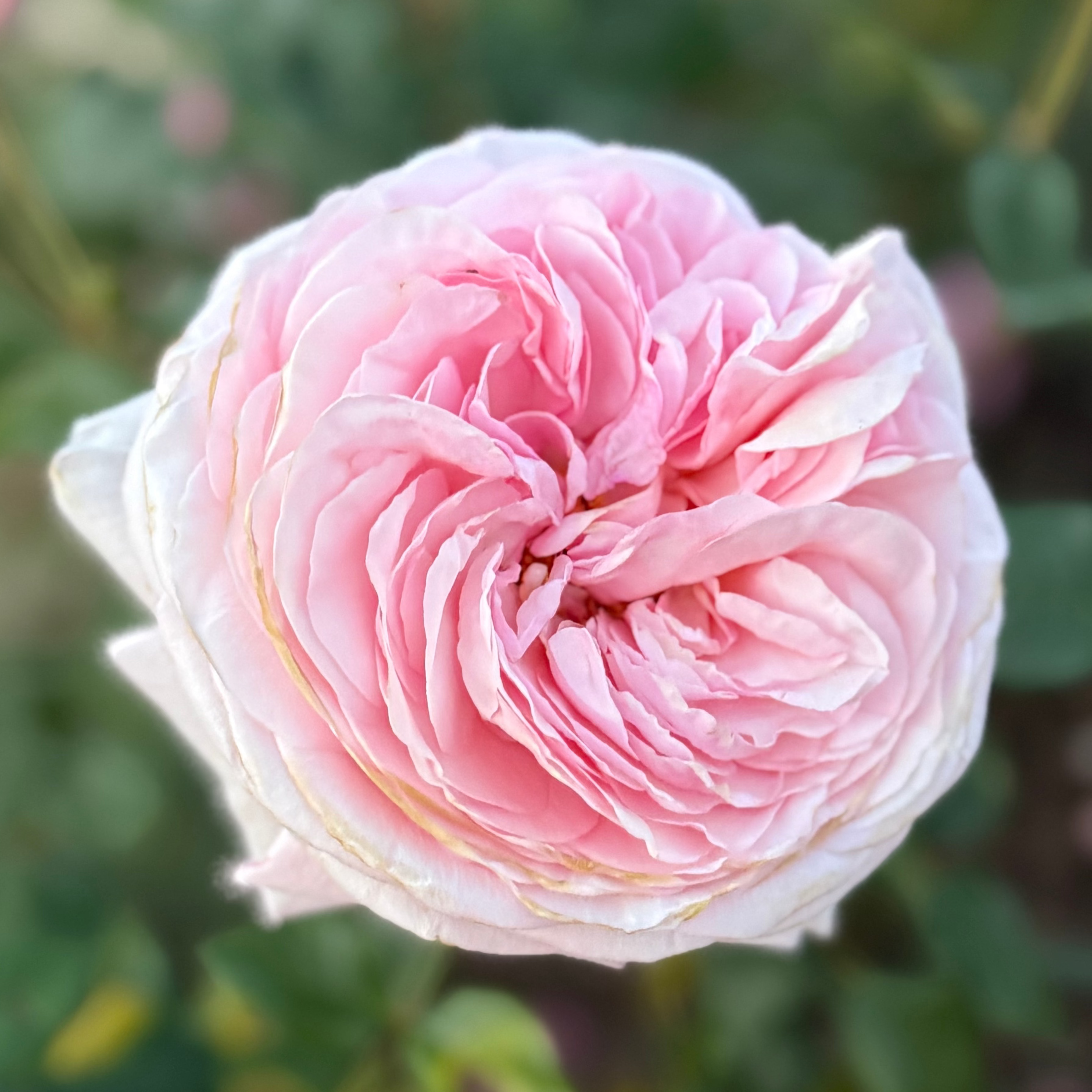 Martha Stewart™ Bare Root Rose Bush
