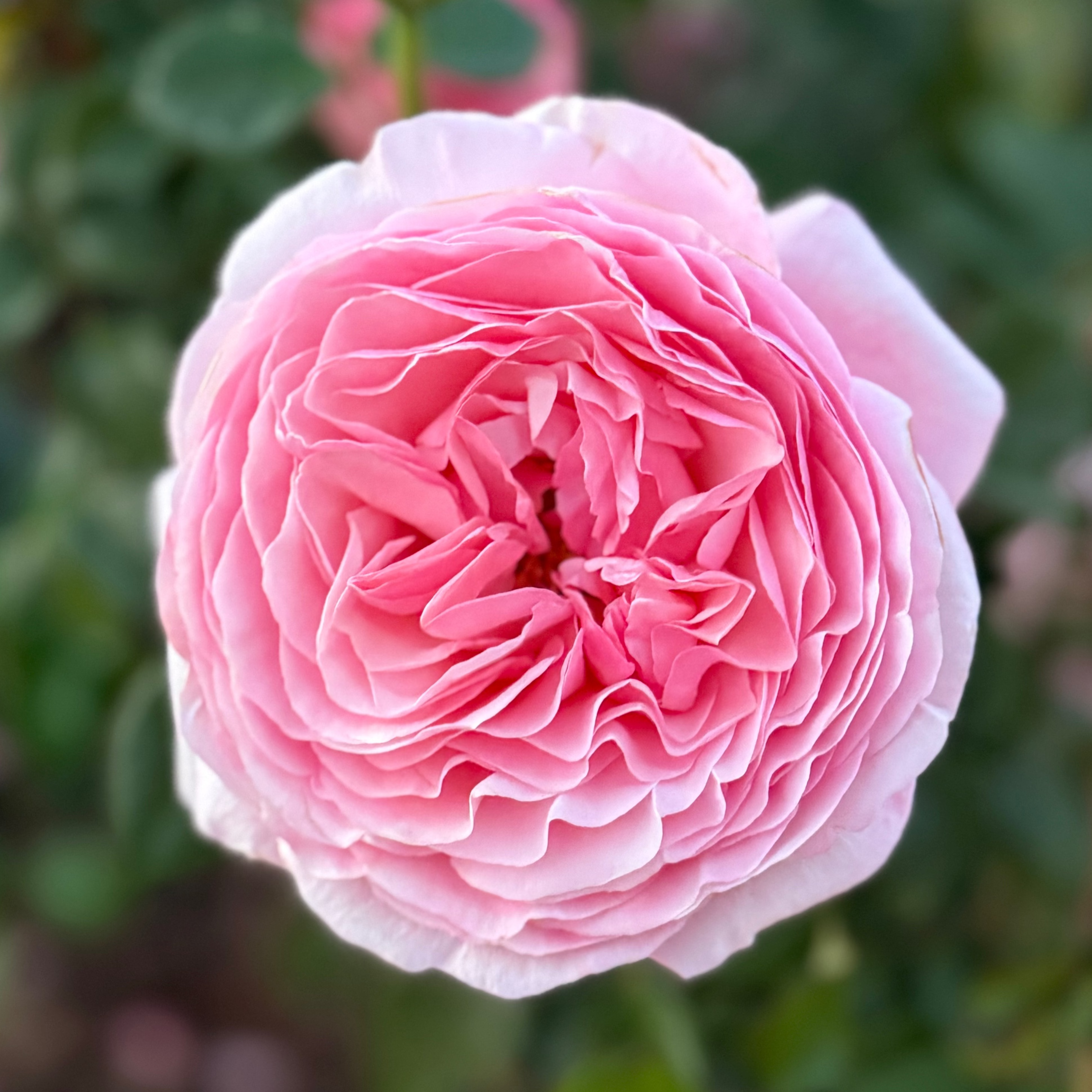 Martha Stewart™ Potted Rose Bush