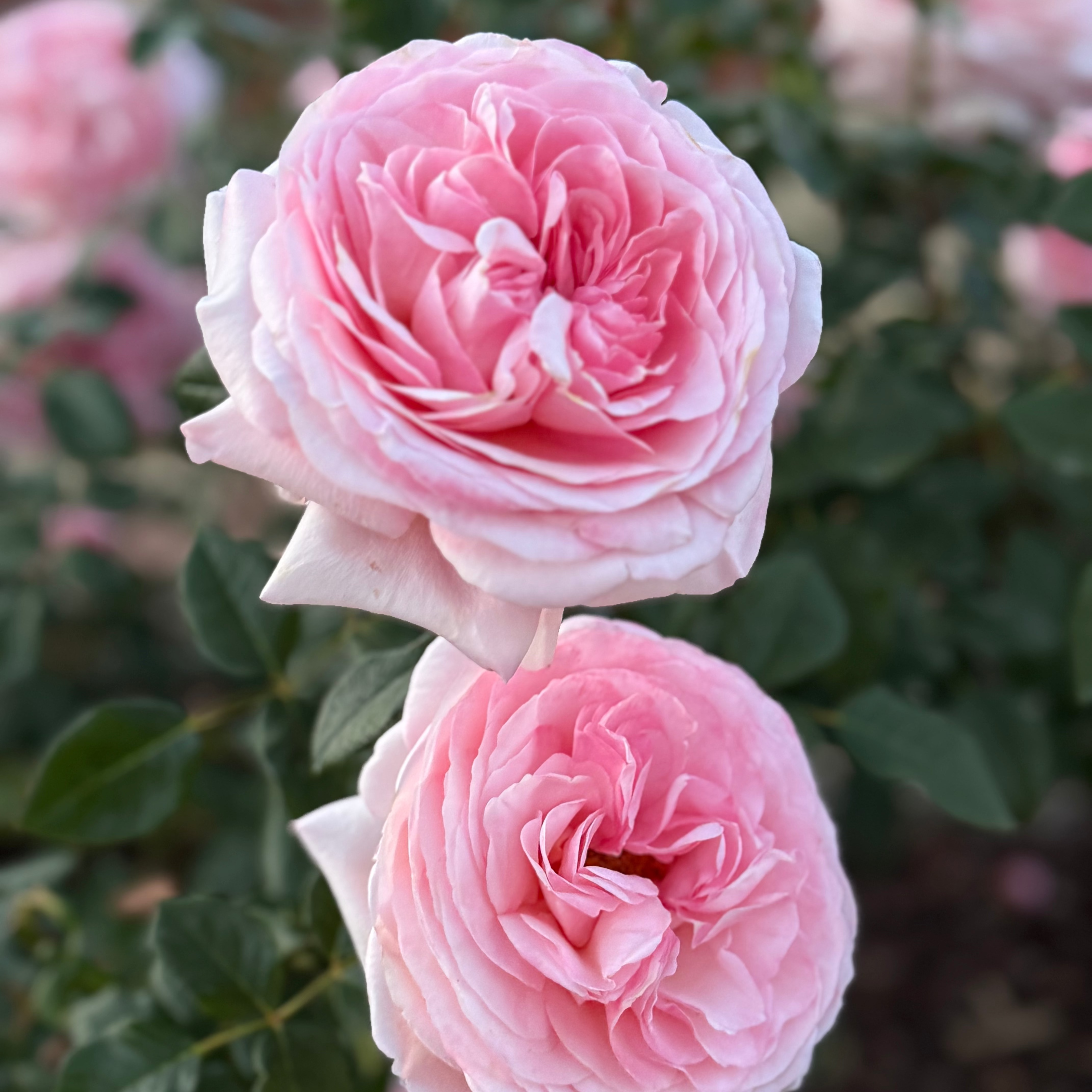 Martha Stewart™ Potted Rose Bush