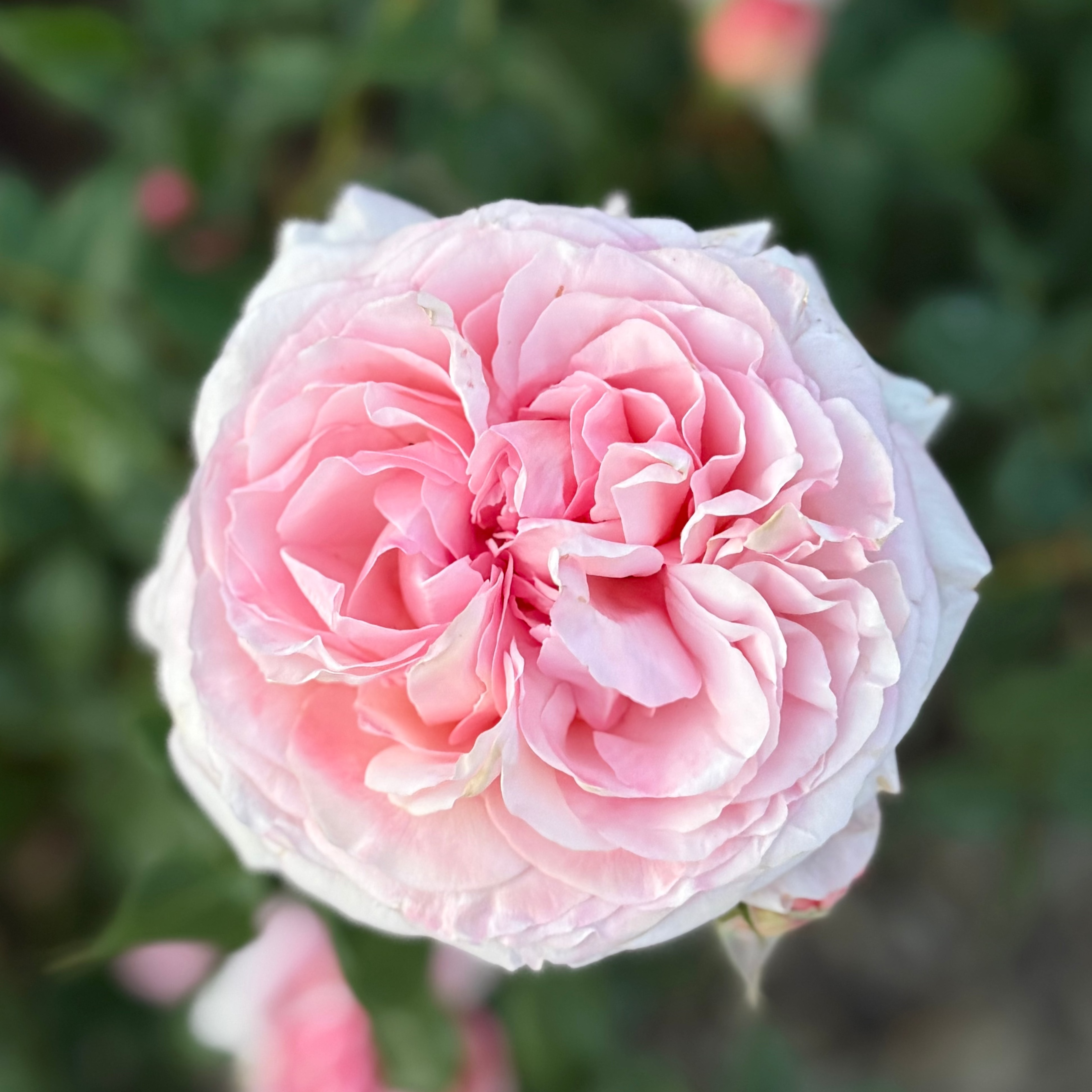 Martha Stewart™ Potted Rose Bush