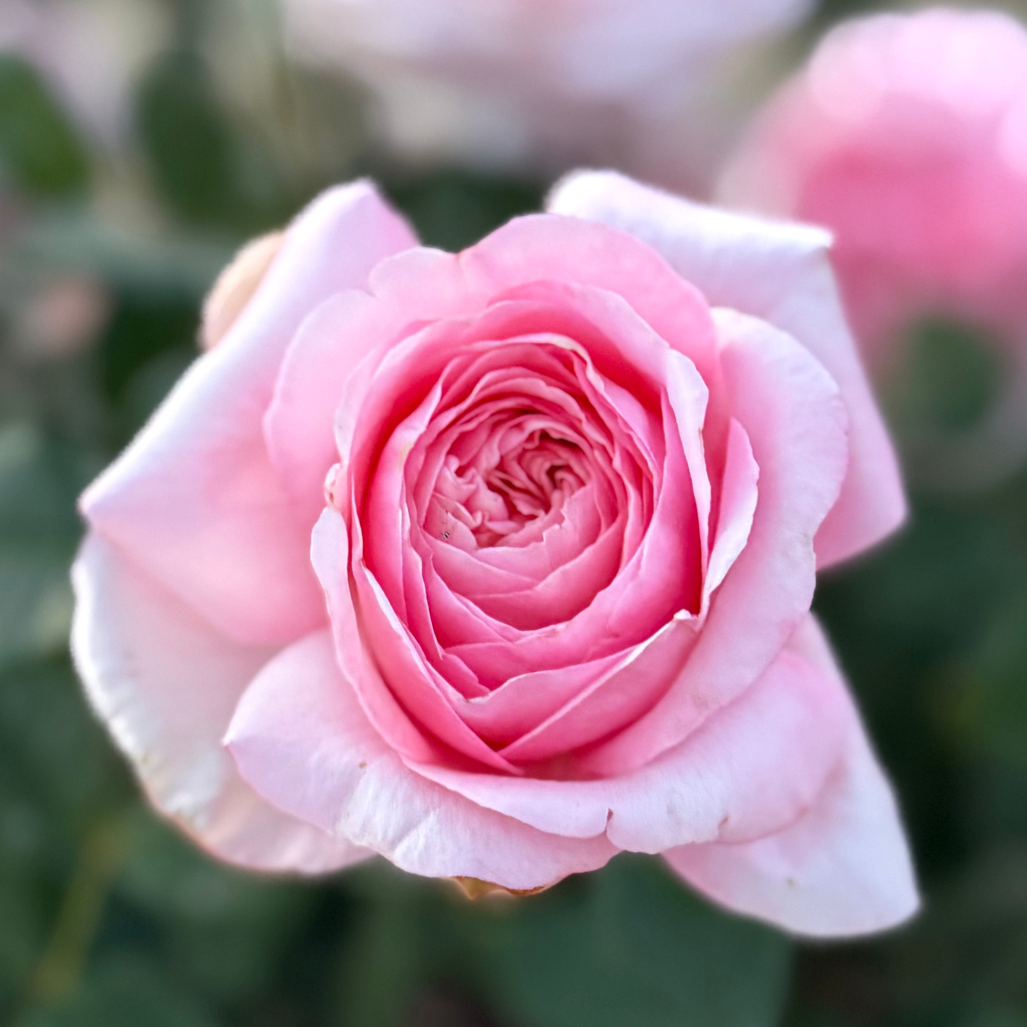 Martha Stewart™ Potted Rose Bush