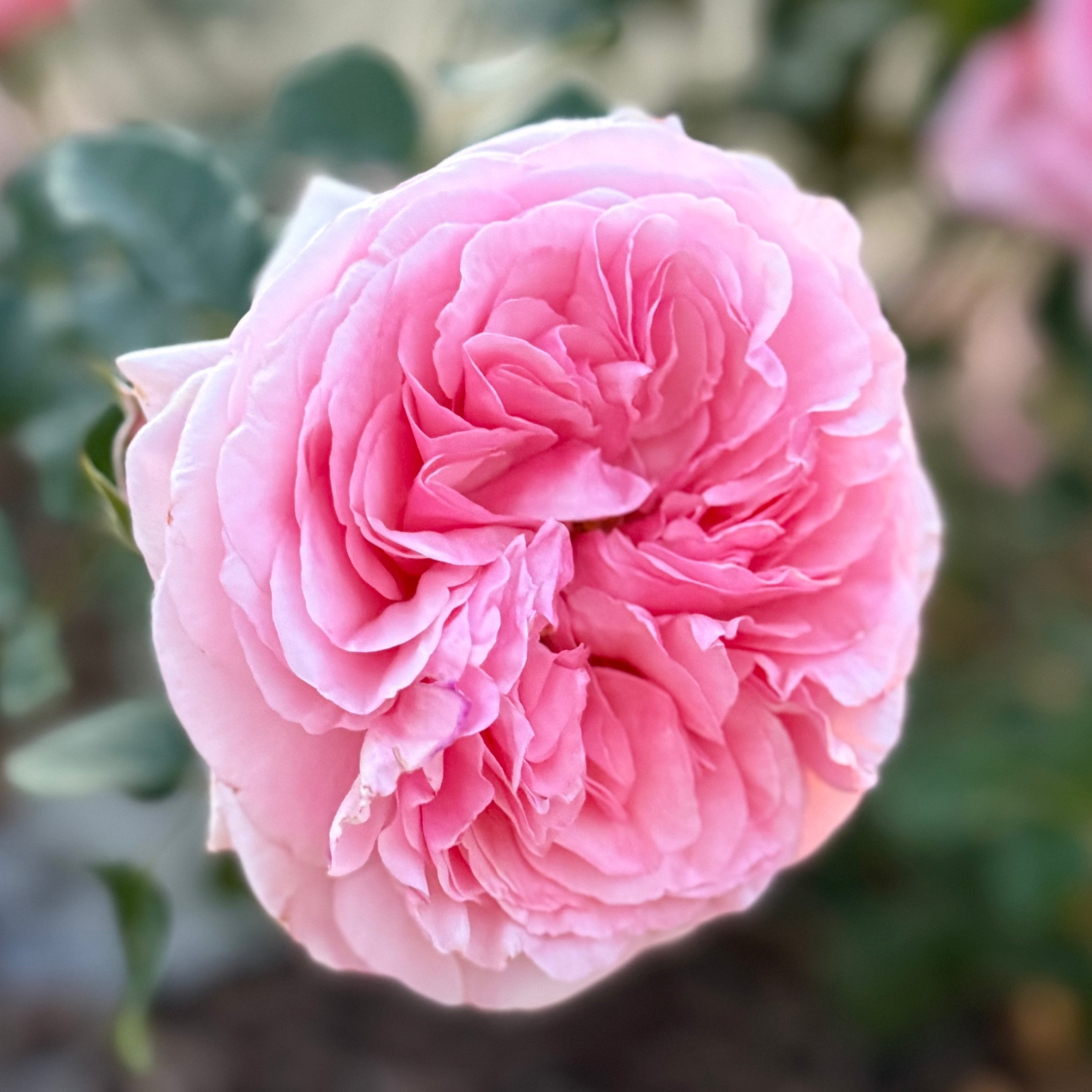 Martha Stewart™ Potted Rose Bush