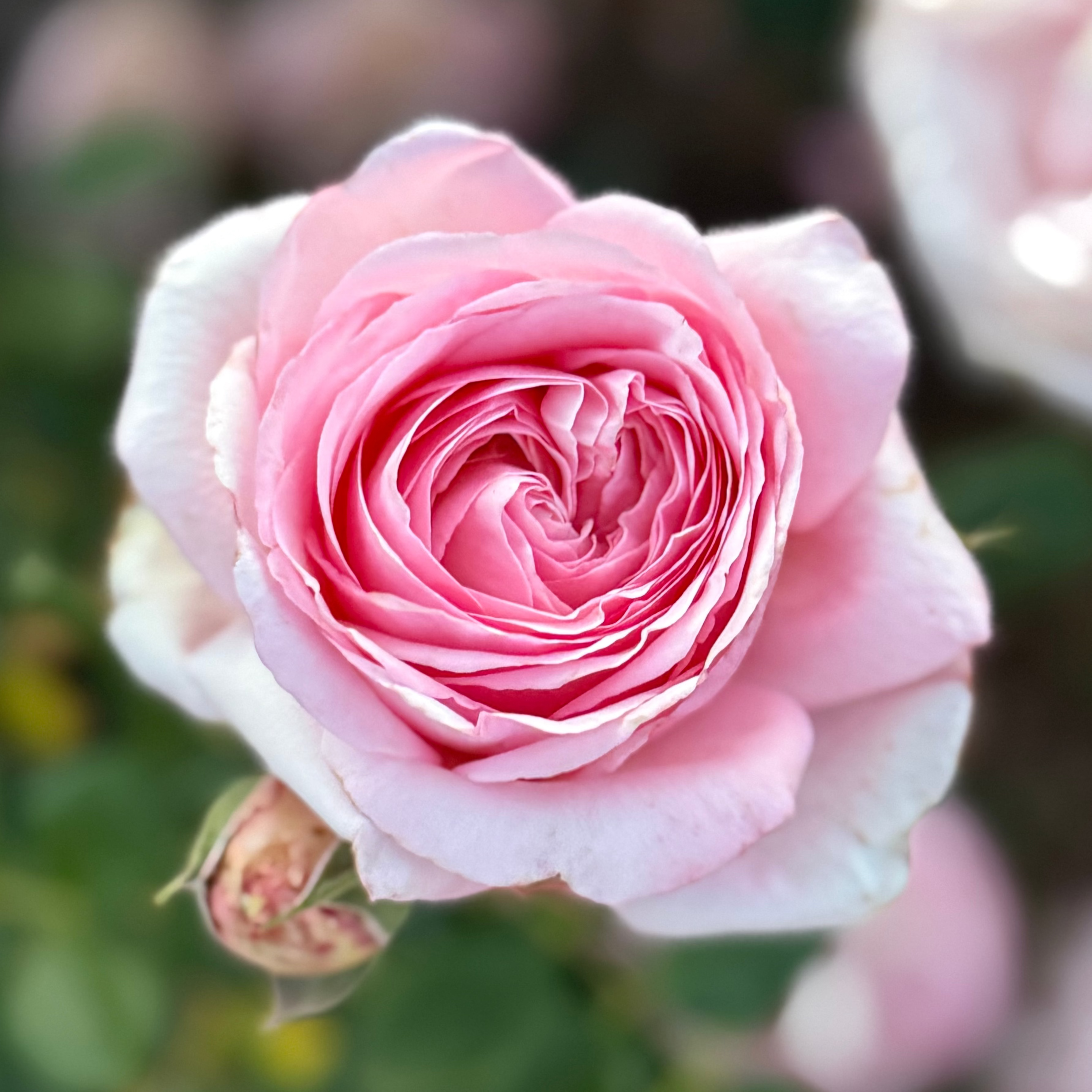 Martha Stewart™ Potted Rose Bush