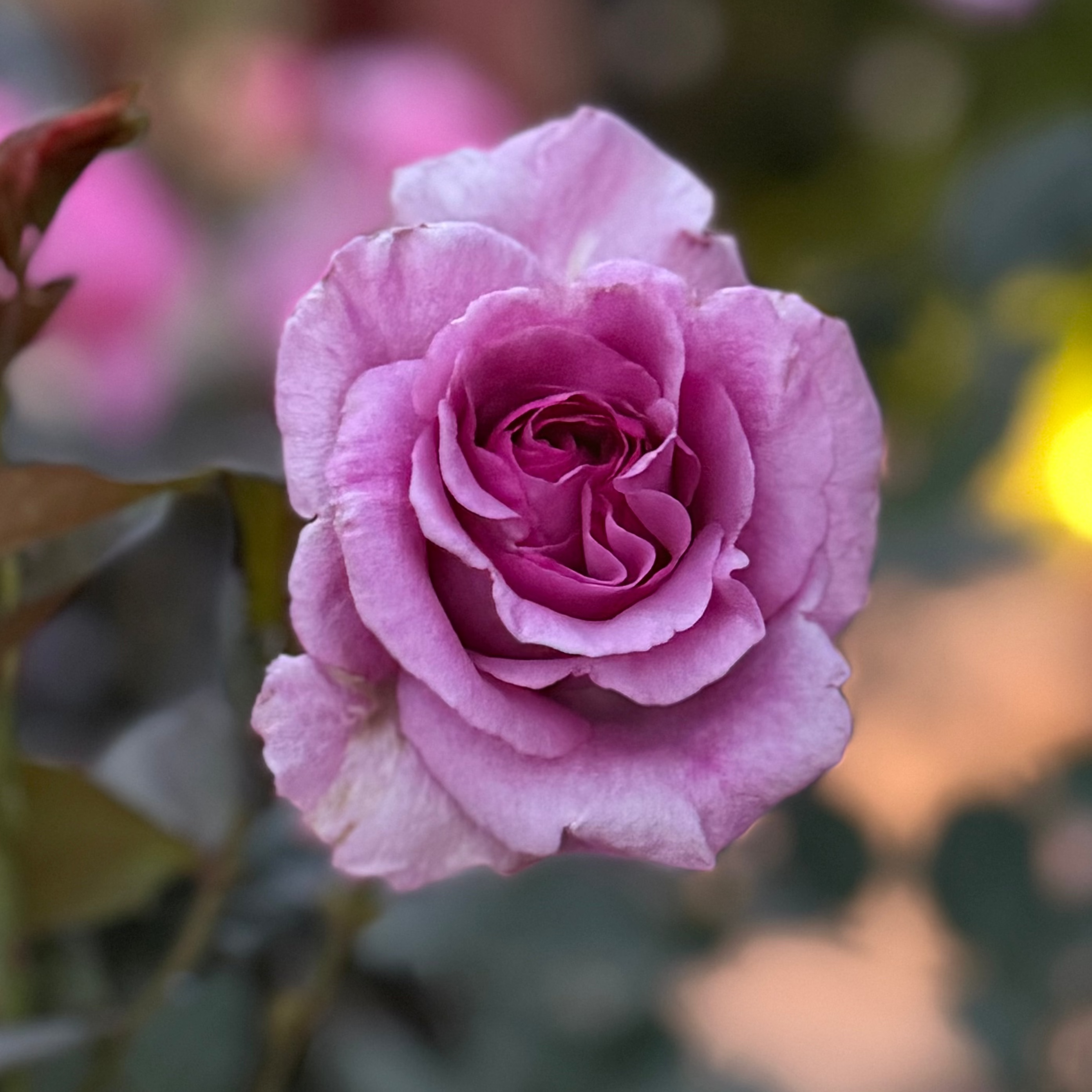 Melody Parfumee™ Potted Rose Bush