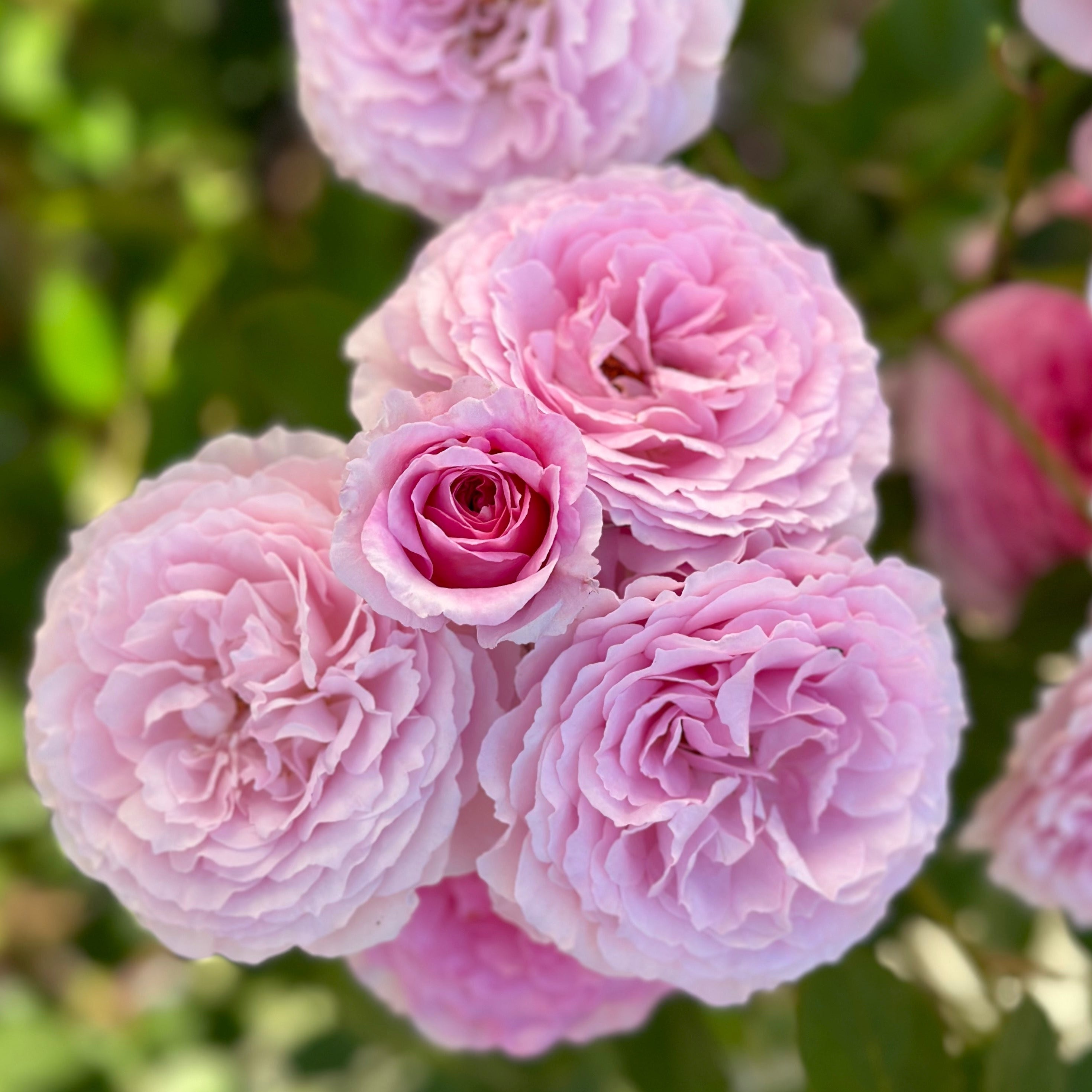 James Galway® Potted Rose Bush