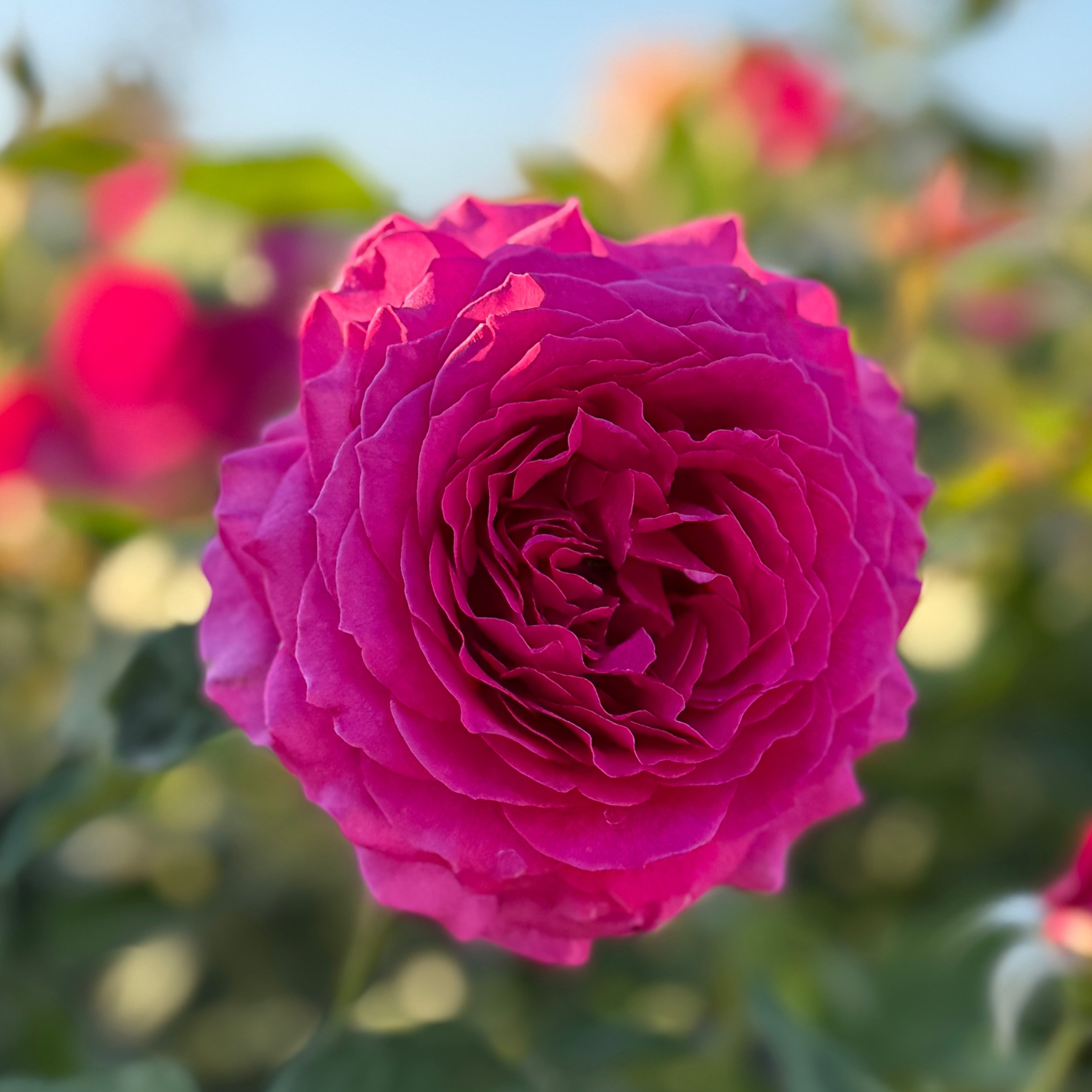 Light Years Away Bare Root Rose Bush