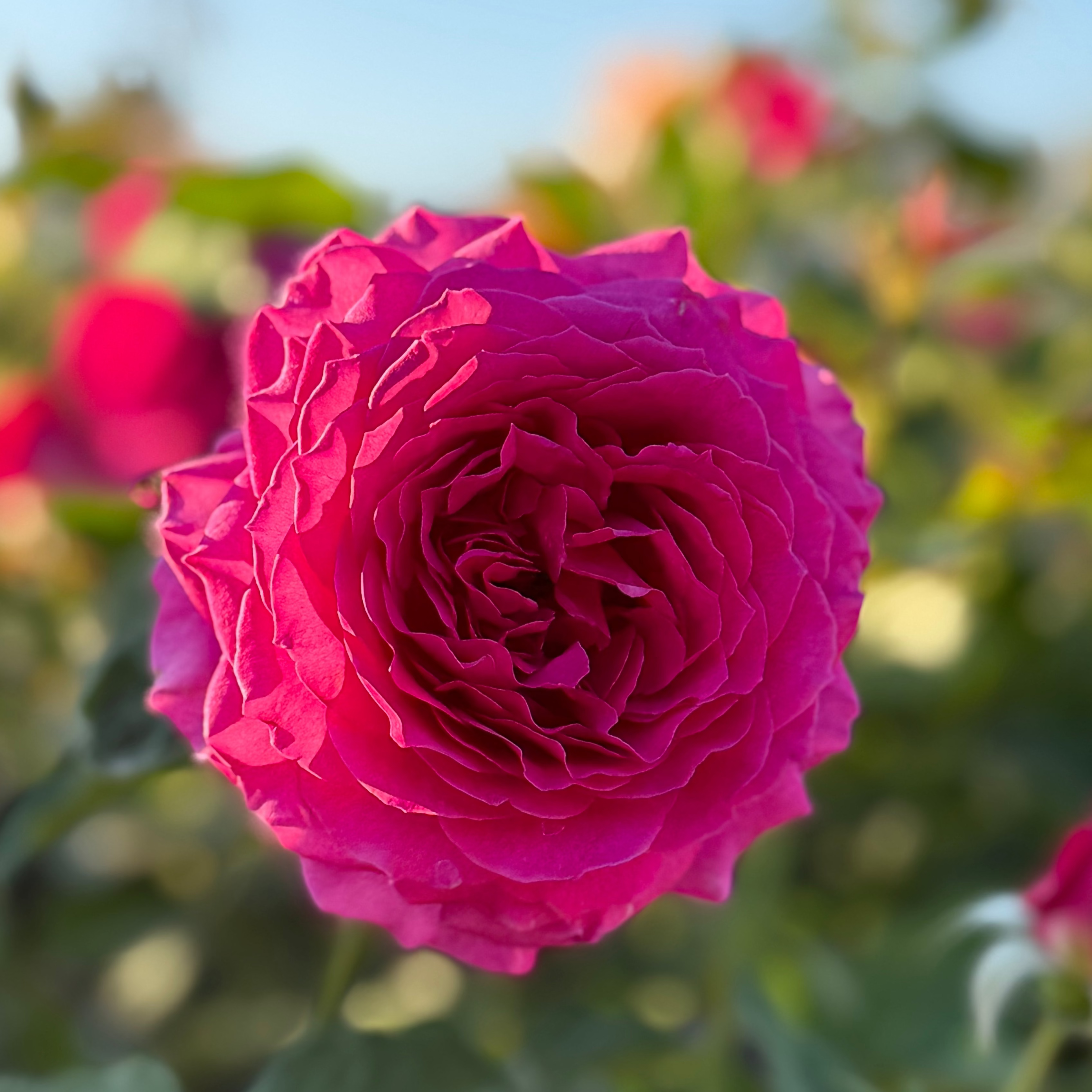 Light Years Away Bare Root Rose Bush
