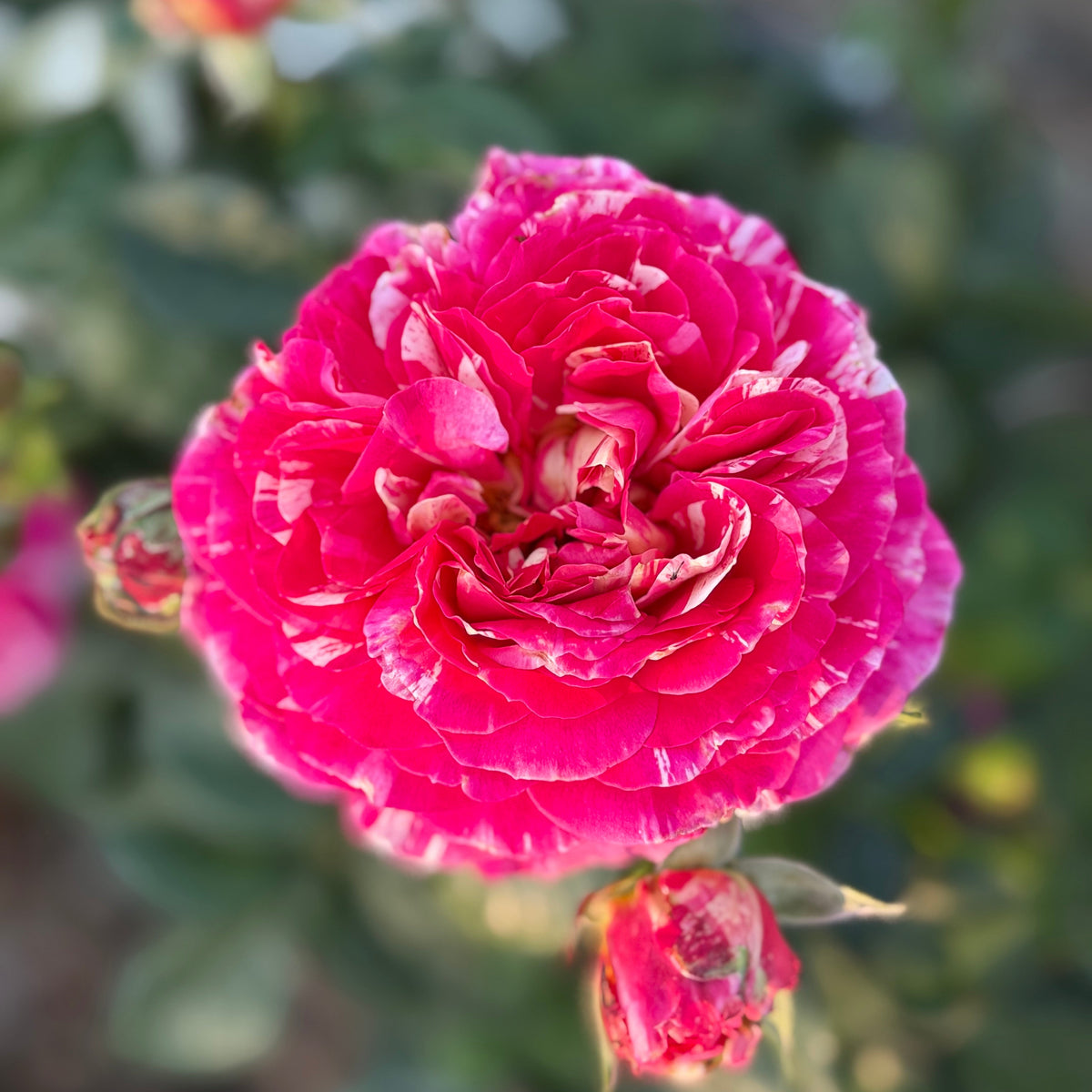 Winning Streak™ Bare Root Rose Bush
