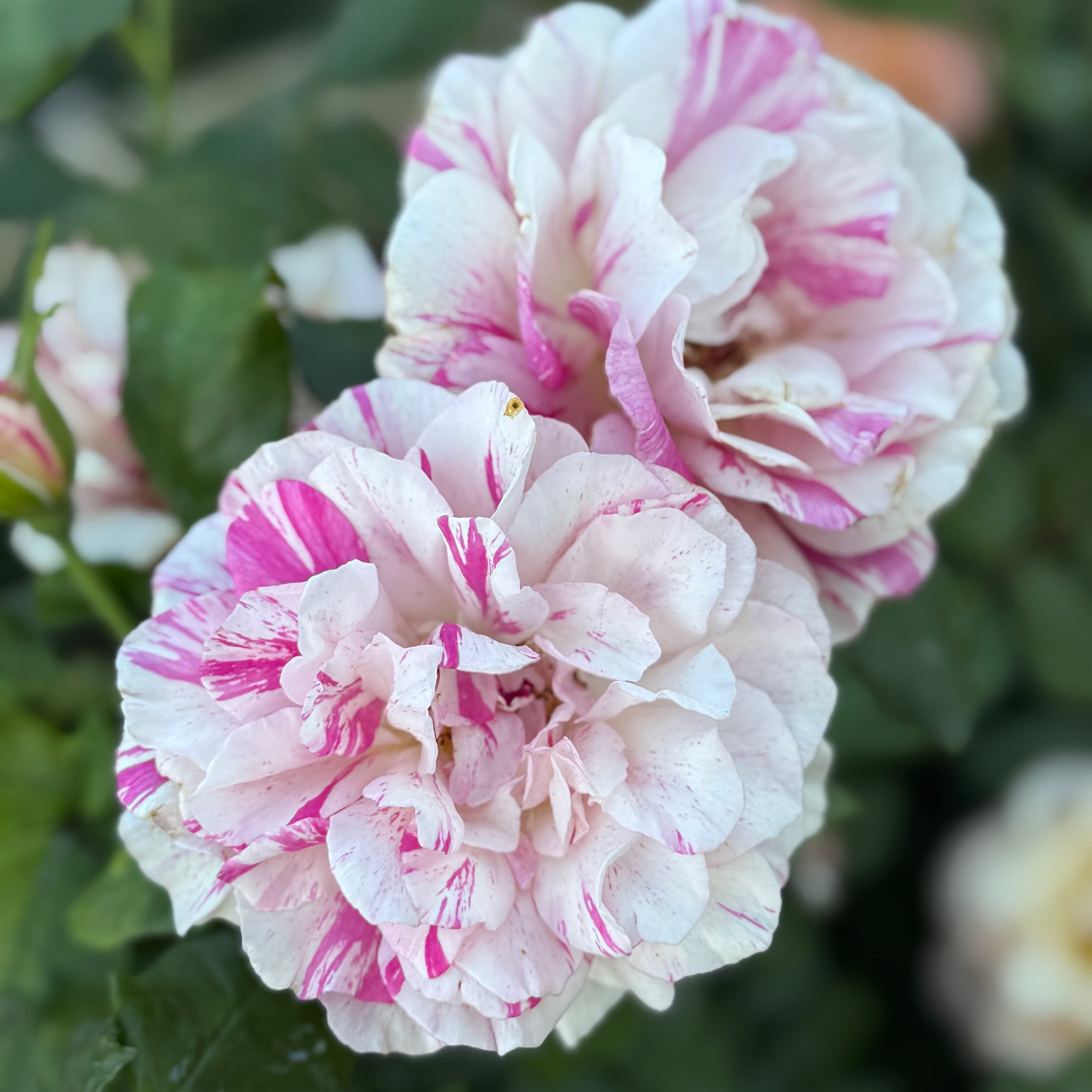 Julio Iglesias™ Potted Rose Bush