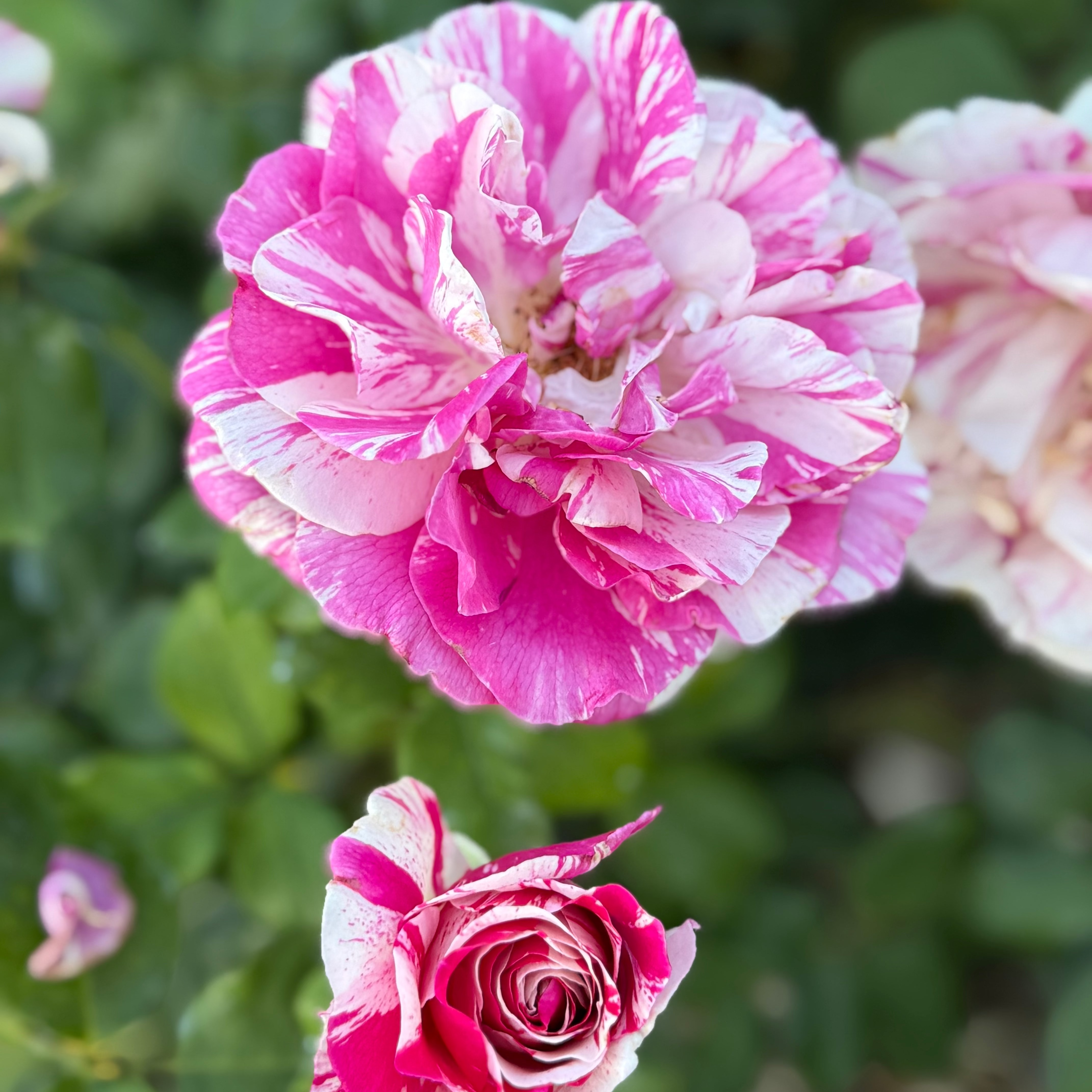 Julio Iglesias™ Potted Rose Bush