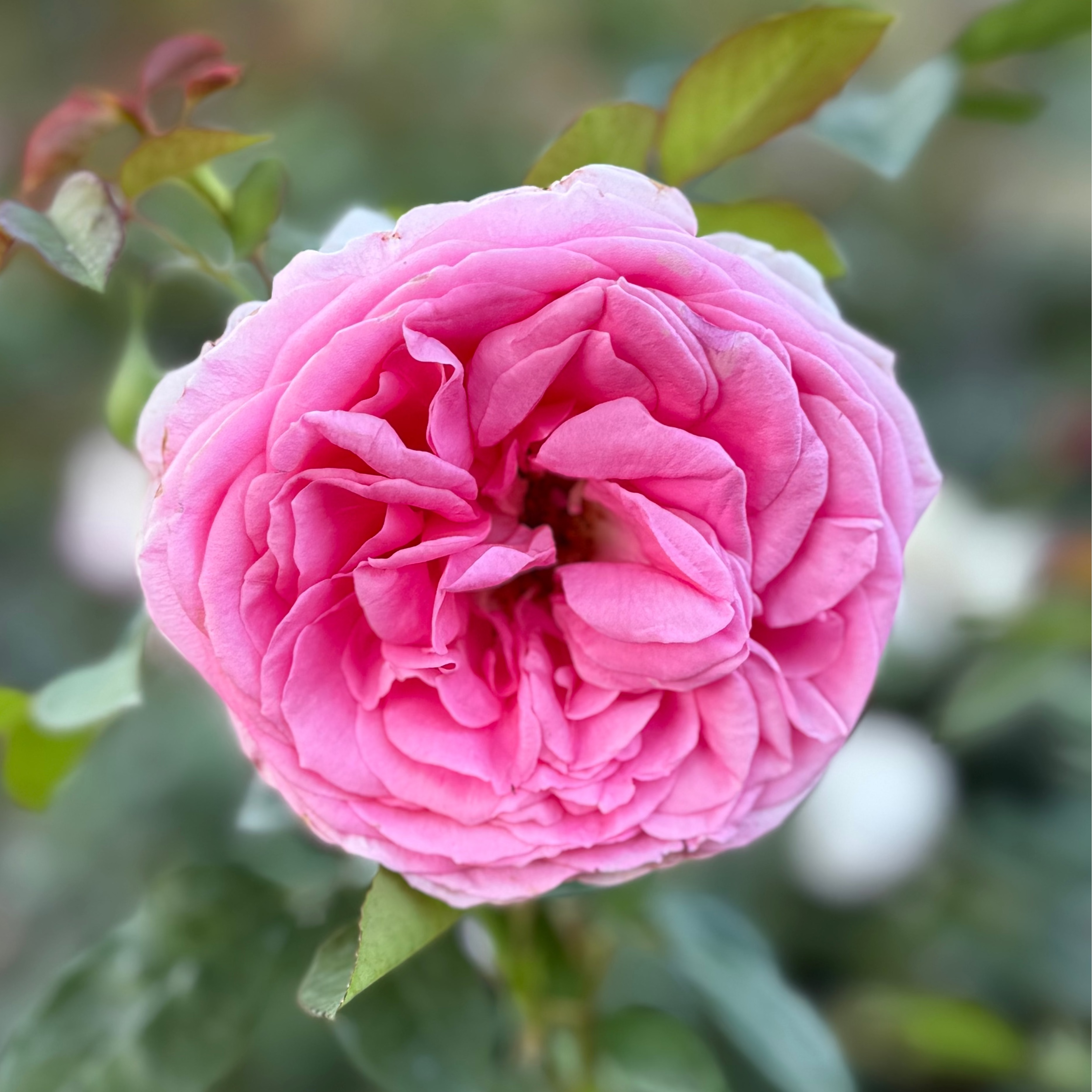 Miss Manners™ Potted Tree Rose