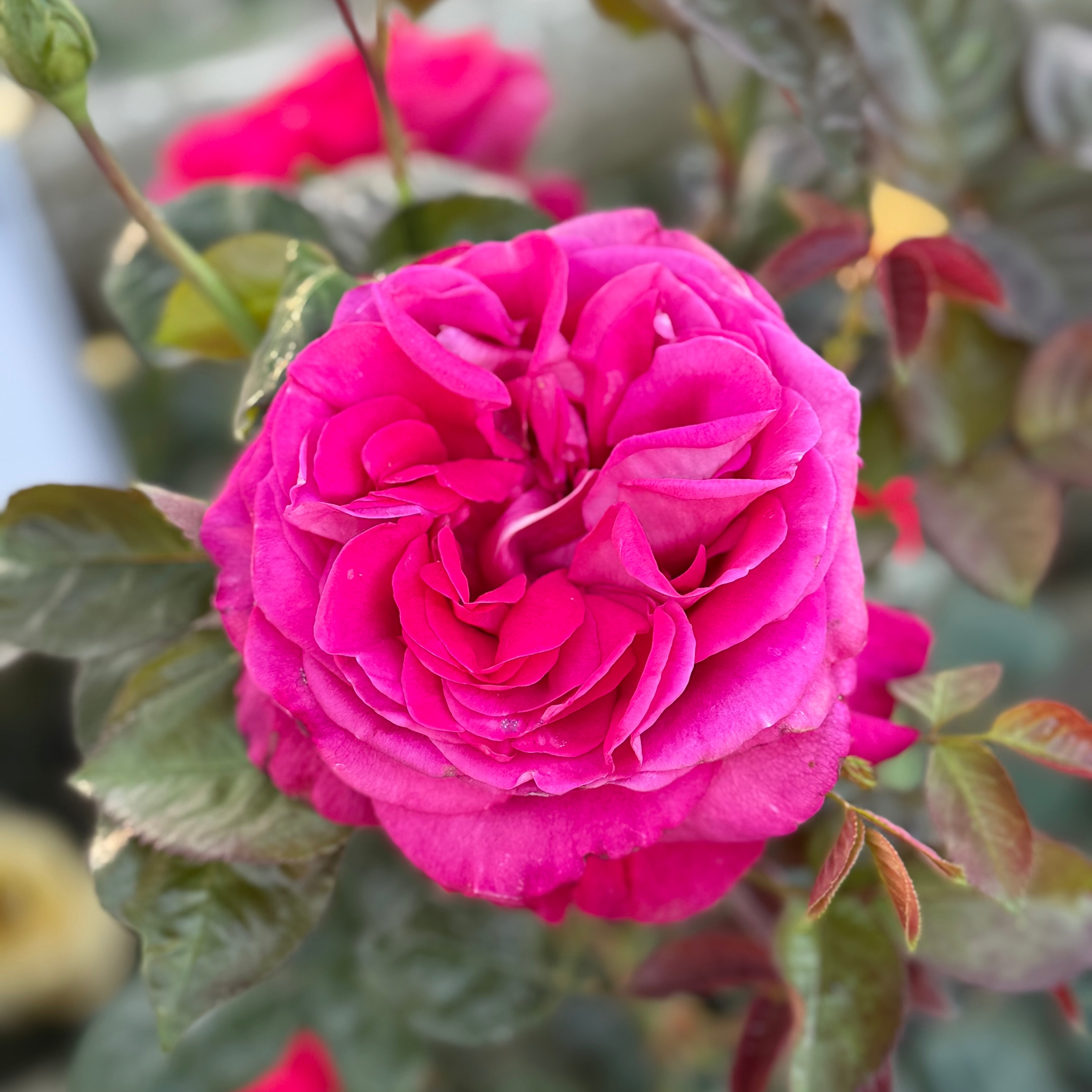 In Love Again™ Potted Tree Rose