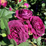 Ebb Tide™ Bare Root Rose Bush