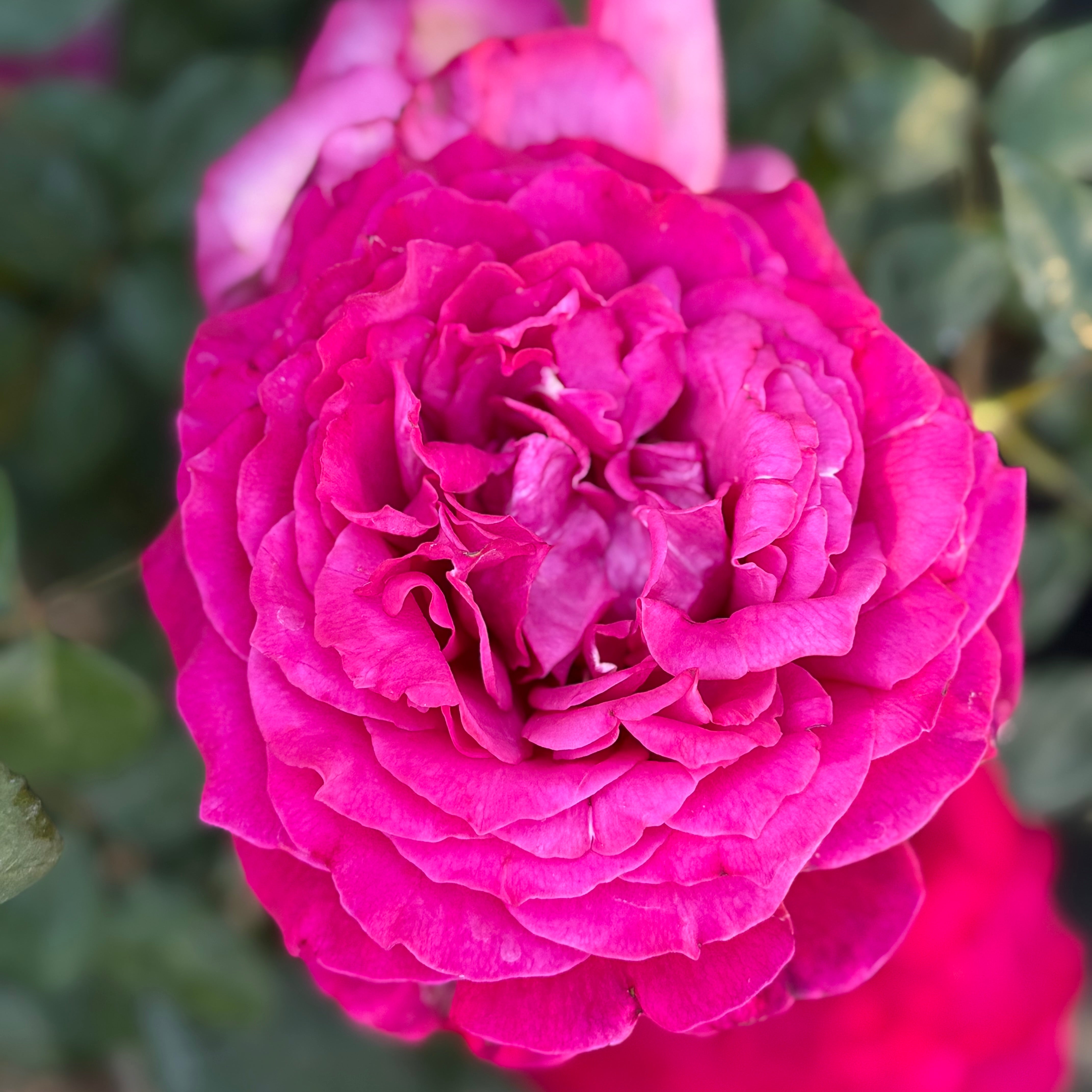 Janice Kellogg® Potted Rose Bush