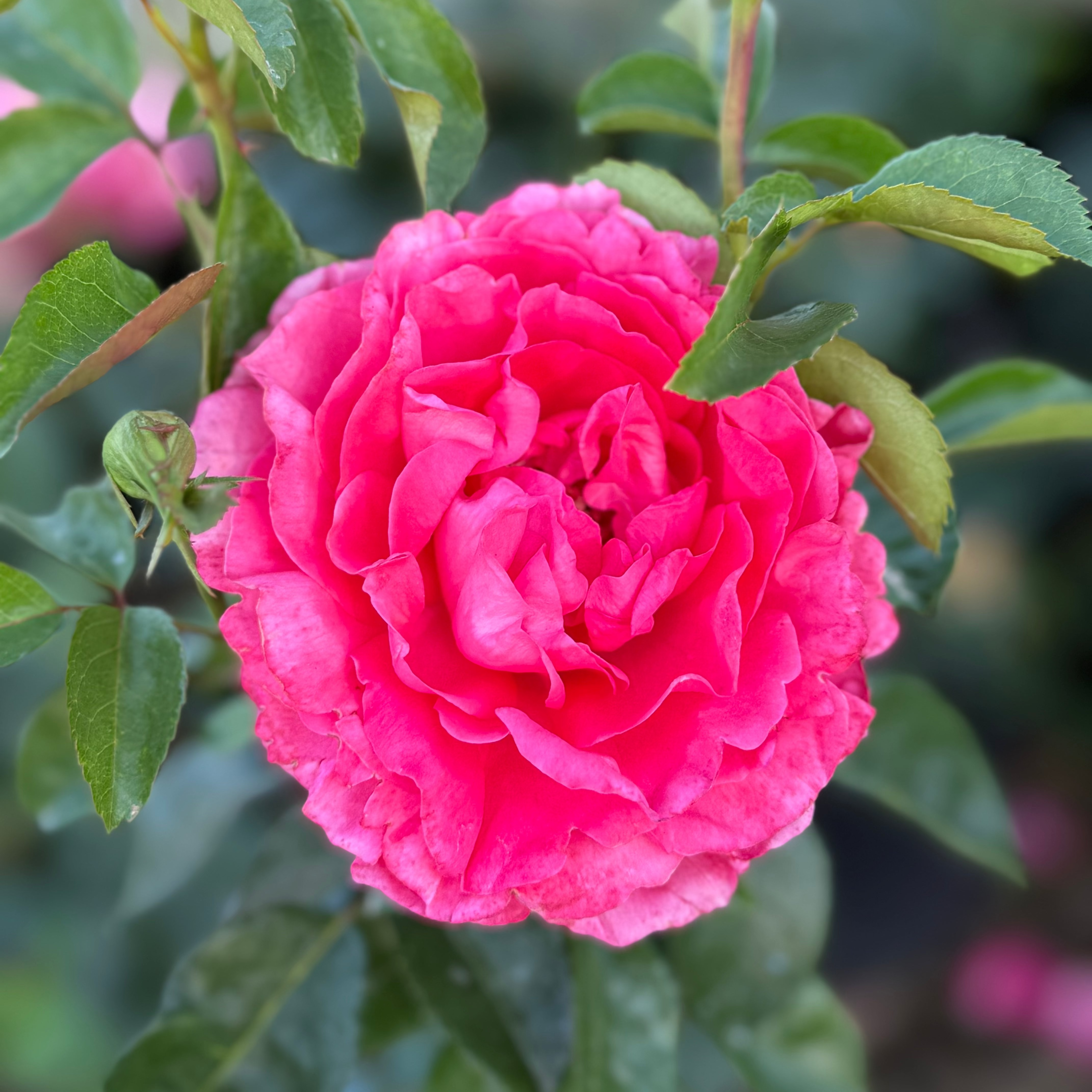 Eleganza® Fiji™ Potted Rose Bush